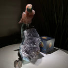 Hand - Carved Fire Quartz Parrot on an Amethyst Base, 8.8" Tall #3004 - FQPAM - 021 - Brazil GemsBrazil GemsHand - Carved Fire Quartz Parrot on an Amethyst Base, 8.8" Tall #3004 - FQPAM - 021Crystal Birds3004 - FQPAM - 021