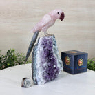 Hand - Carved Rose Quartz Parrot on an Amethyst Base, 8.3" Tall #3004 - RQPAM - 022 - Brazil GemsBrazil GemsHand - Carved Rose Quartz Parrot on an Amethyst Base, 8.3" Tall #3004 - RQPAM - 022Crystal Birds3004 - RQPAM - 022