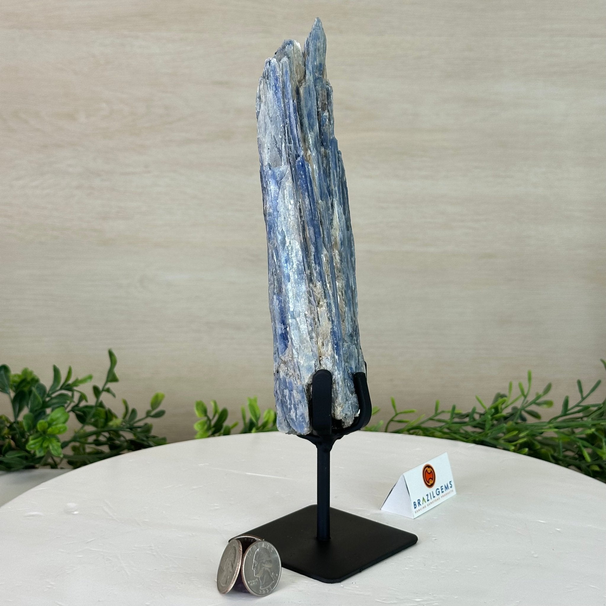 Kyanite Crystal on Metal Stand, 1.8 lbs & 10.1" Tall #6010 - 0004 - Brazil GemsBrazil GemsKyanite Crystal on Metal Stand, 1.8 lbs & 10.1" Tall #6010 - 0004Clusters on Fixed Bases6010 - 0004