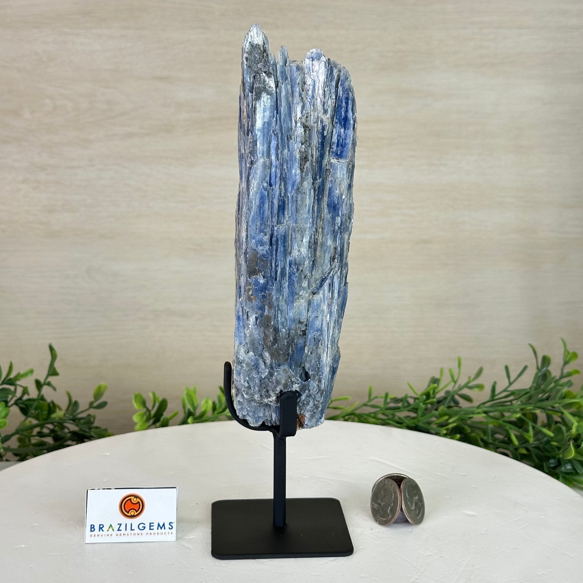 Kyanite Crystal on Metal Stand, 1.8 lbs & 10.1" Tall #6010 - 0004 - Brazil GemsBrazil GemsKyanite Crystal on Metal Stand, 1.8 lbs & 10.1" Tall #6010 - 0004Clusters on Fixed Bases6010 - 0004