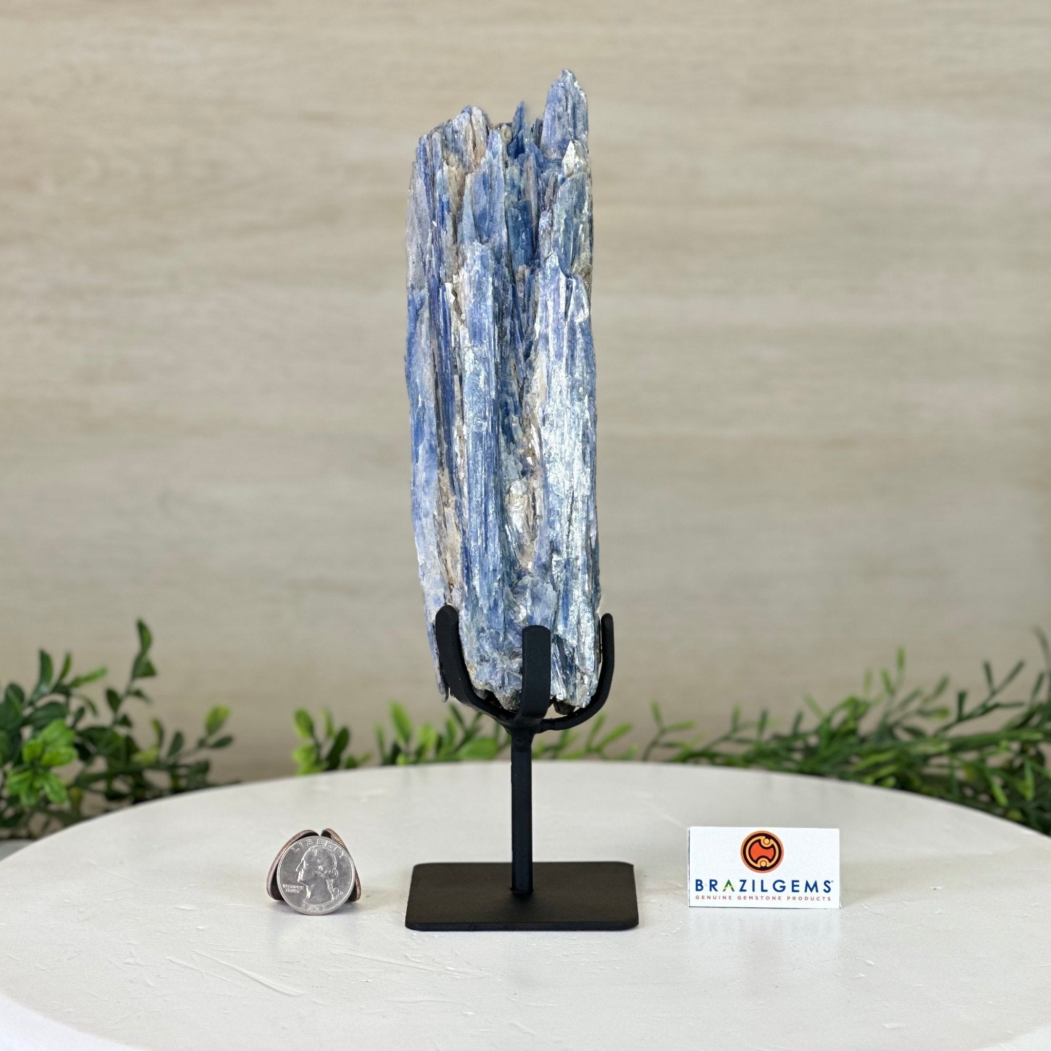 Kyanite Crystal on Metal Stand, 1.8 lbs & 10.1" Tall #6010 - 0004 - Brazil GemsBrazil GemsKyanite Crystal on Metal Stand, 1.8 lbs & 10.1" Tall #6010 - 0004Clusters on Fixed Bases6010 - 0004