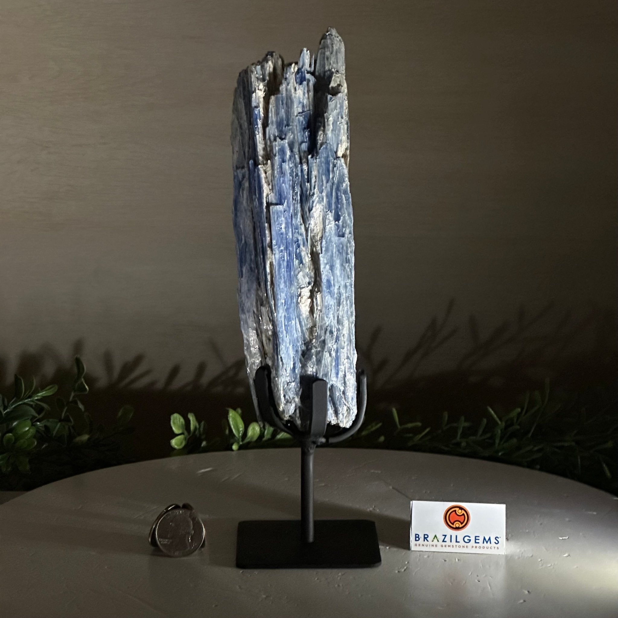 Kyanite Crystal on Metal Stand, 1.8 lbs & 10.1" Tall #6010 - 0004 - Brazil GemsBrazil GemsKyanite Crystal on Metal Stand, 1.8 lbs & 10.1" Tall #6010 - 0004Clusters on Fixed Bases6010 - 0004