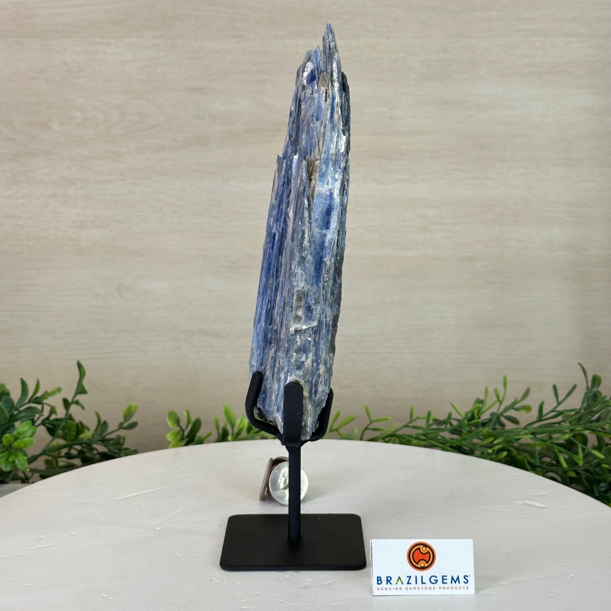 Kyanite Crystal on Metal Stand, 1.8 lbs & 10.1" Tall #6010 - 0004 - Brazil GemsBrazil GemsKyanite Crystal on Metal Stand, 1.8 lbs & 10.1" Tall #6010 - 0004Clusters on Fixed Bases6010 - 0004