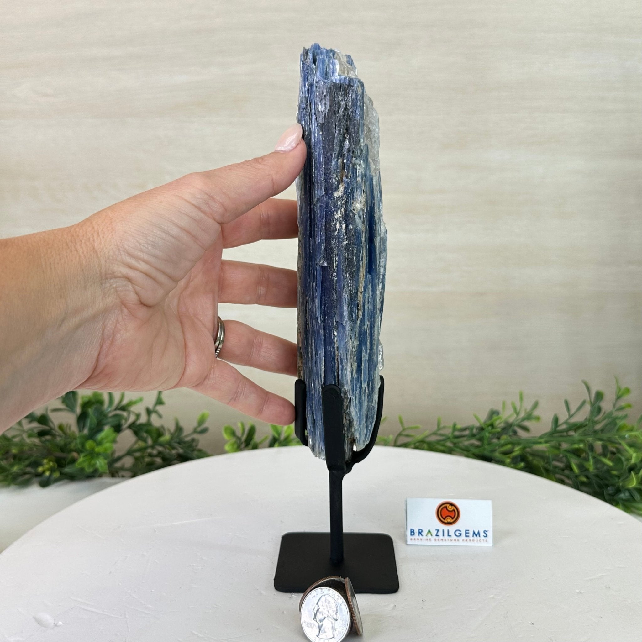 Kyanite Crystal on Metal Stand, 1.9 lbs & 10.1" Tall #6010 - 0007 - Brazil GemsBrazil GemsKyanite Crystal on Metal Stand, 1.9 lbs & 10.1" Tall #6010 - 0007Clusters on Fixed Bases6010 - 0007