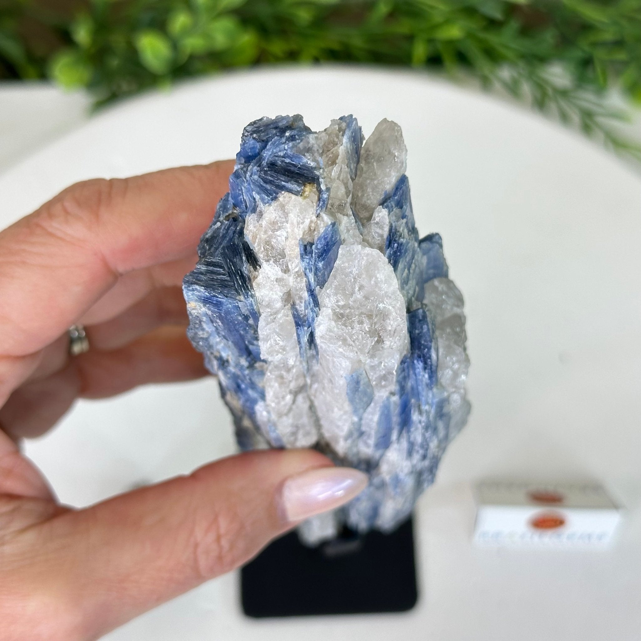 Kyanite Crystal on Metal Stand, 1.9 lbs & 10.1" Tall #6010 - 0007 - Brazil GemsBrazil GemsKyanite Crystal on Metal Stand, 1.9 lbs & 10.1" Tall #6010 - 0007Clusters on Fixed Bases6010 - 0007