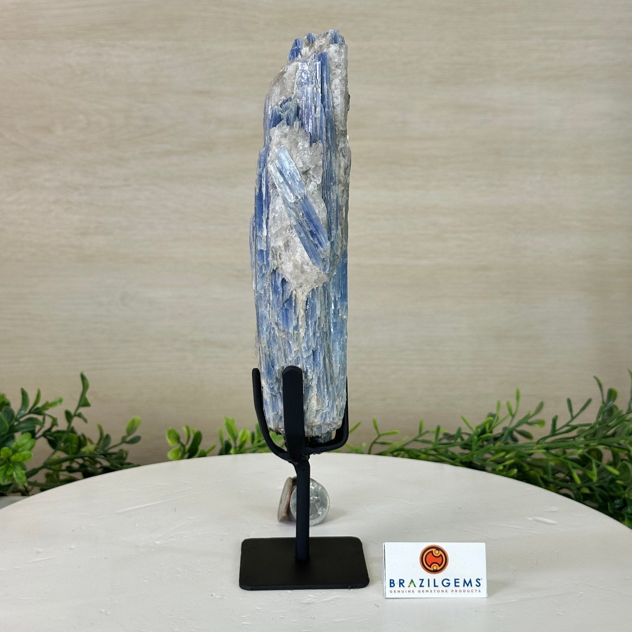 Kyanite Crystal on Metal Stand, 1.9 lbs & 10.1" Tall #6010 - 0007 - Brazil GemsBrazil GemsKyanite Crystal on Metal Stand, 1.9 lbs & 10.1" Tall #6010 - 0007Clusters on Fixed Bases6010 - 0007