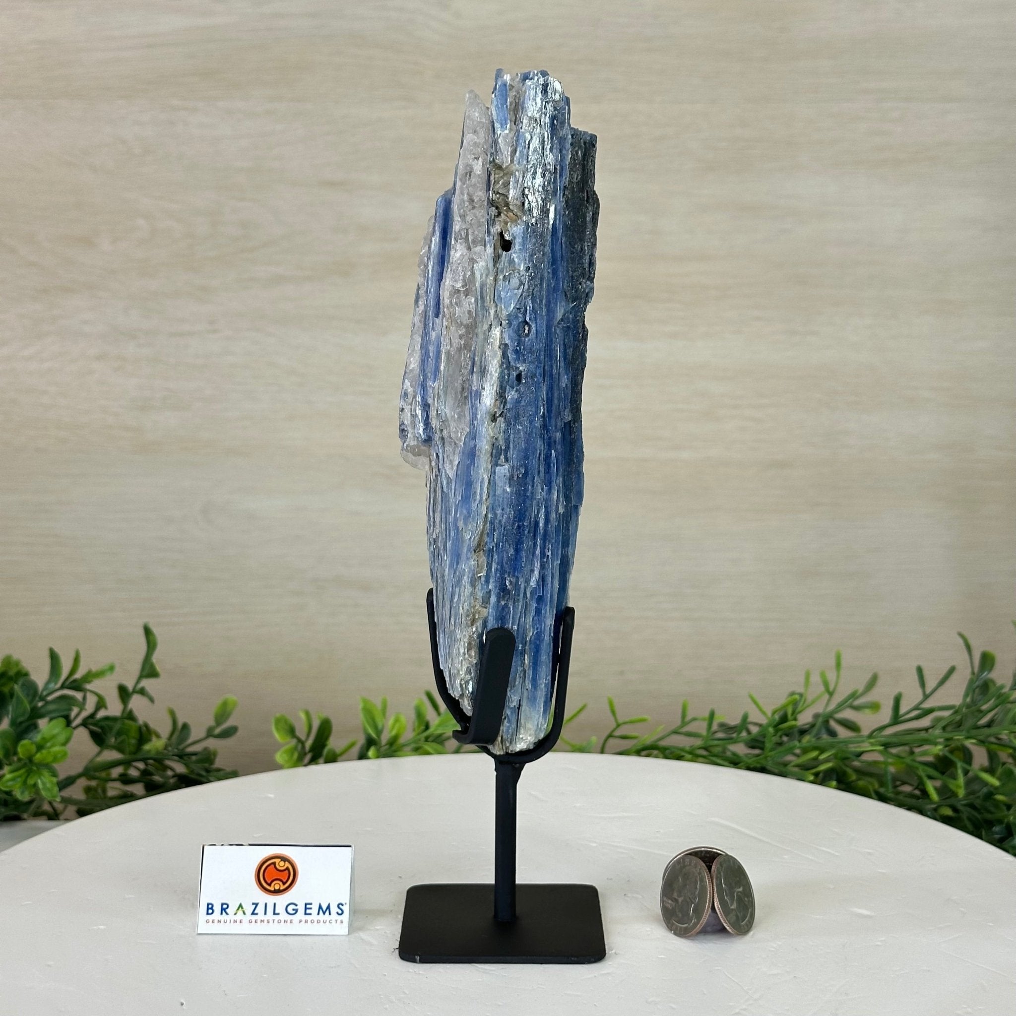 Kyanite Crystal on Metal Stand, 1.9 lbs & 10.1" Tall #6010 - 0007 - Brazil GemsBrazil GemsKyanite Crystal on Metal Stand, 1.9 lbs & 10.1" Tall #6010 - 0007Clusters on Fixed Bases6010 - 0007