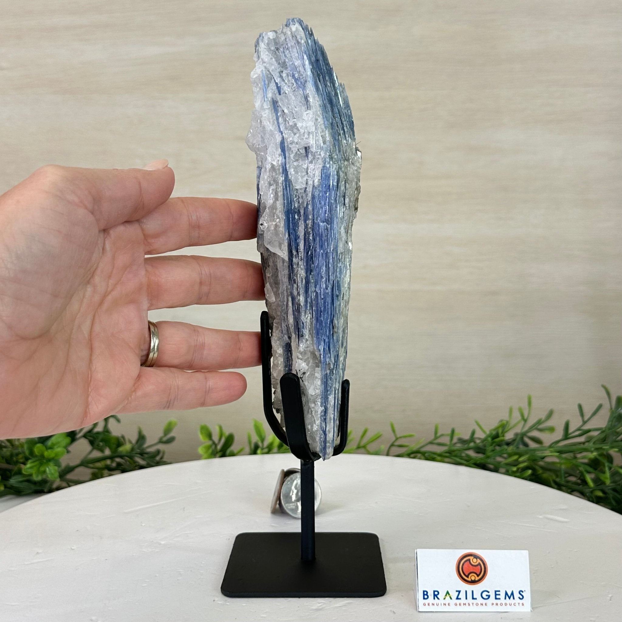 Kyanite Crystal on Metal Stand, 1.9 lbs & 9.7" Tall #6010 - 0005 - Brazil GemsBrazil GemsKyanite Crystal on Metal Stand, 1.9 lbs & 9.7" Tall #6010 - 0005Clusters on Fixed Bases6010 - 0005