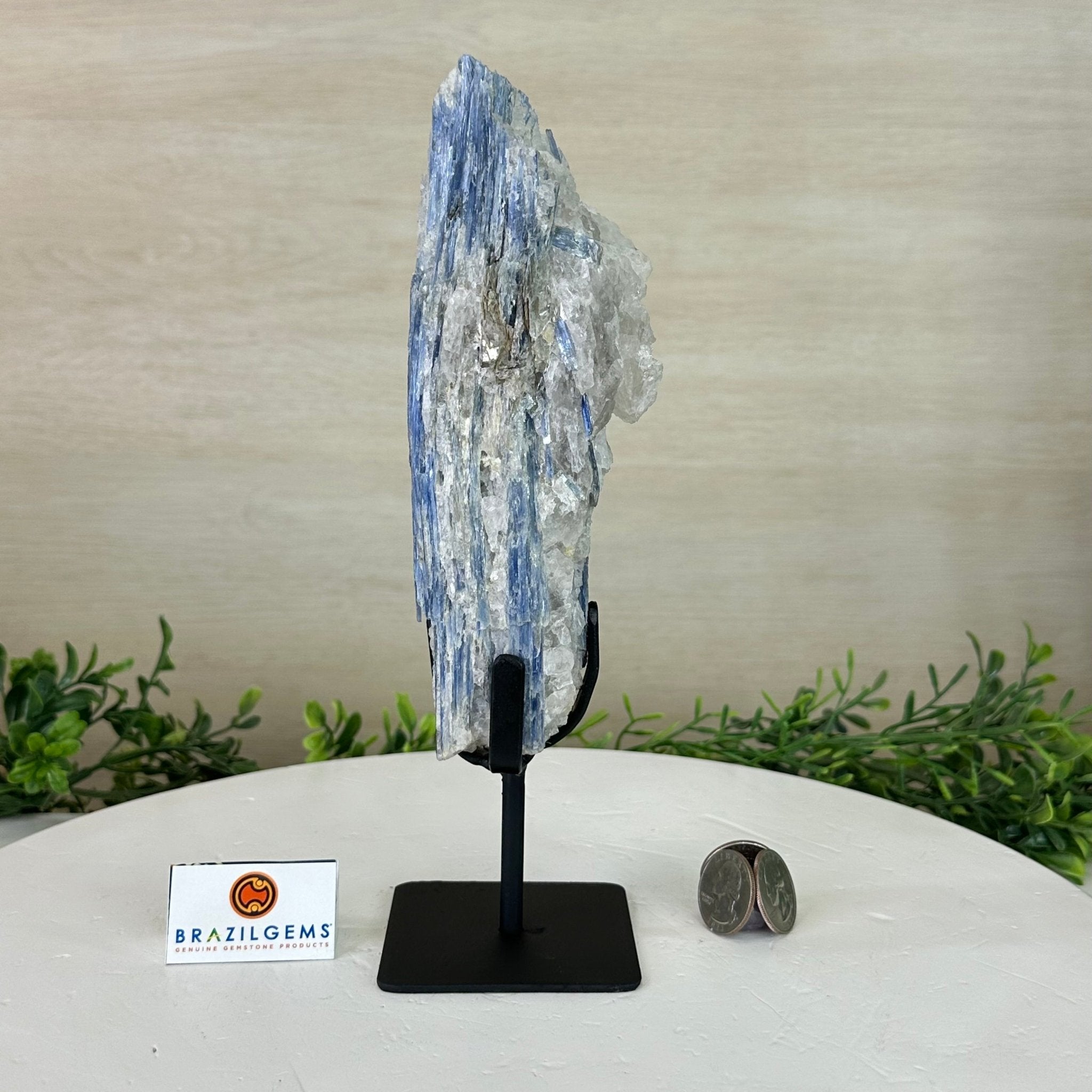 Kyanite Crystal on Metal Stand, 1.9 lbs & 9.7" Tall #6010 - 0005 - Brazil GemsBrazil GemsKyanite Crystal on Metal Stand, 1.9 lbs & 9.7" Tall #6010 - 0005Clusters on Fixed Bases6010 - 0005