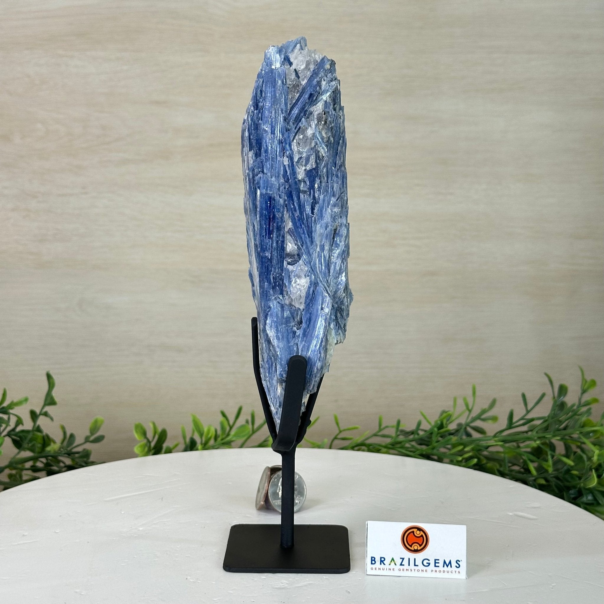 Kyanite Crystal on Metal Stand, 1.9 lbs & 9.8" Tall #6010 - 0006 - Brazil GemsBrazil GemsKyanite Crystal on Metal Stand, 1.9 lbs & 9.8" Tall #6010 - 0006Clusters on Fixed Bases6010 - 0006