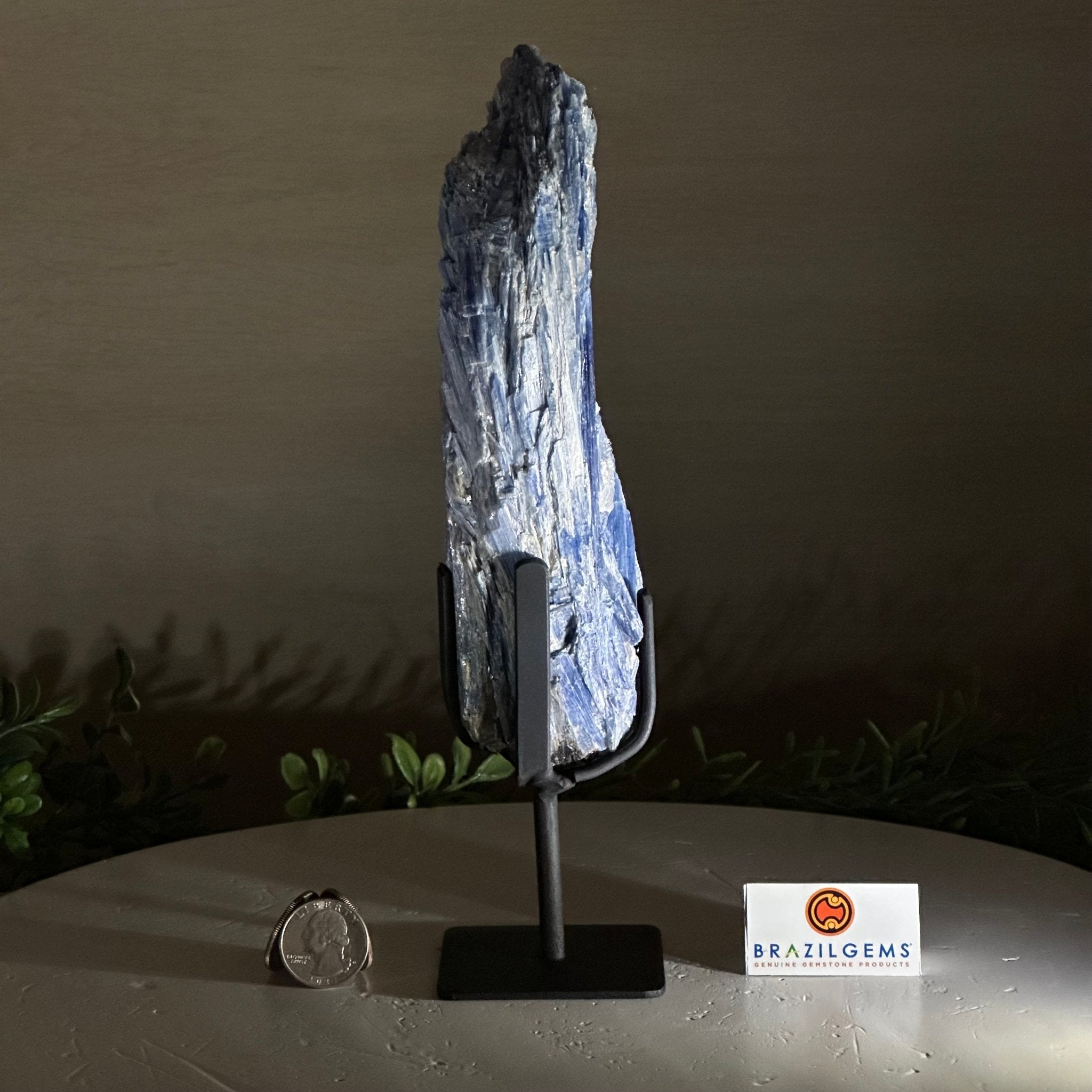 Kyanite Crystal on Metal Stand, 1.9 lbs & 9.8" Tall #6010 - 0006 - Brazil GemsBrazil GemsKyanite Crystal on Metal Stand, 1.9 lbs & 9.8" Tall #6010 - 0006Clusters on Fixed Bases6010 - 0006