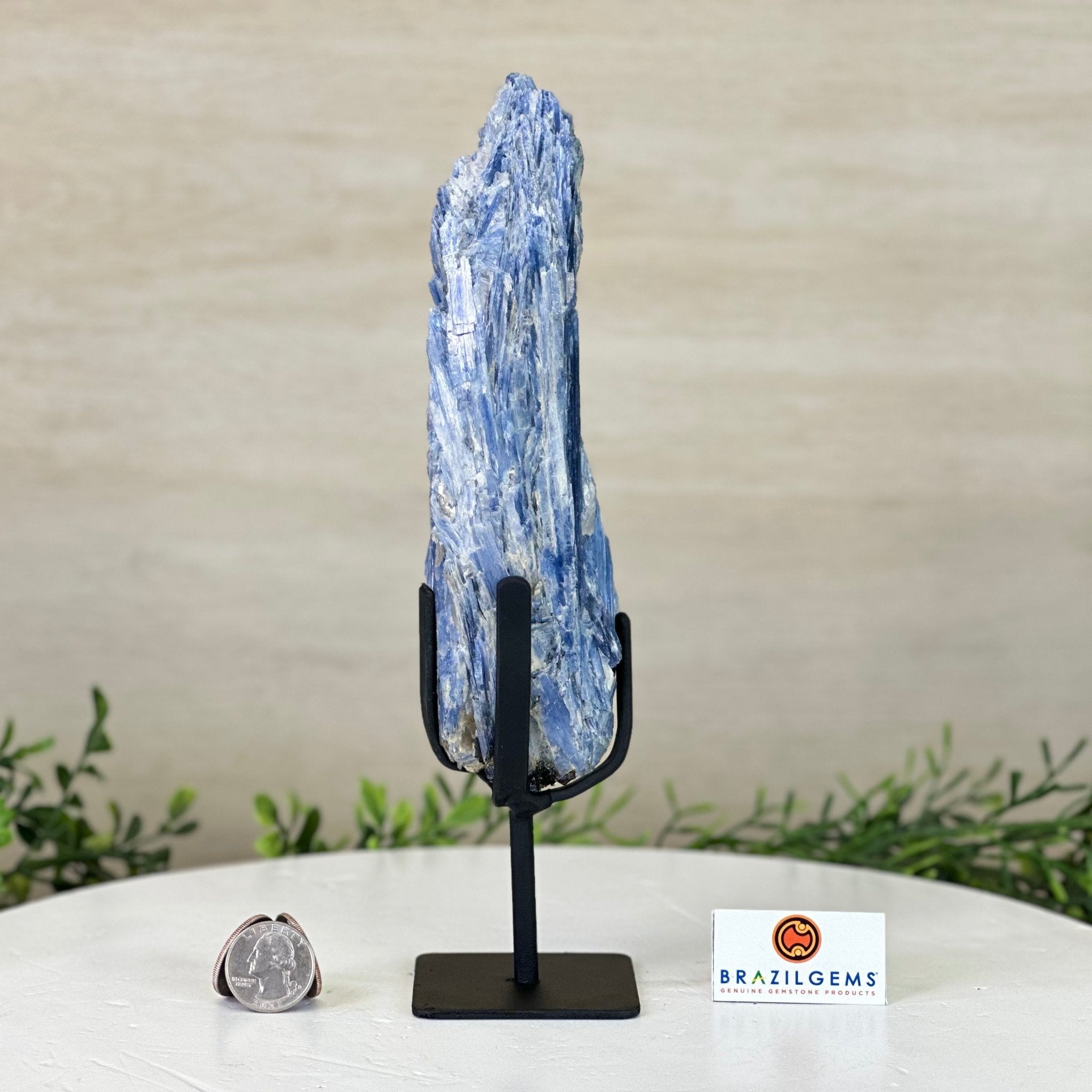 Kyanite Crystal on Metal Stand, 1.9 lbs & 9.8" Tall #6010 - 0006 - Brazil GemsBrazil GemsKyanite Crystal on Metal Stand, 1.9 lbs & 9.8" Tall #6010 - 0006Clusters on Fixed Bases6010 - 0006