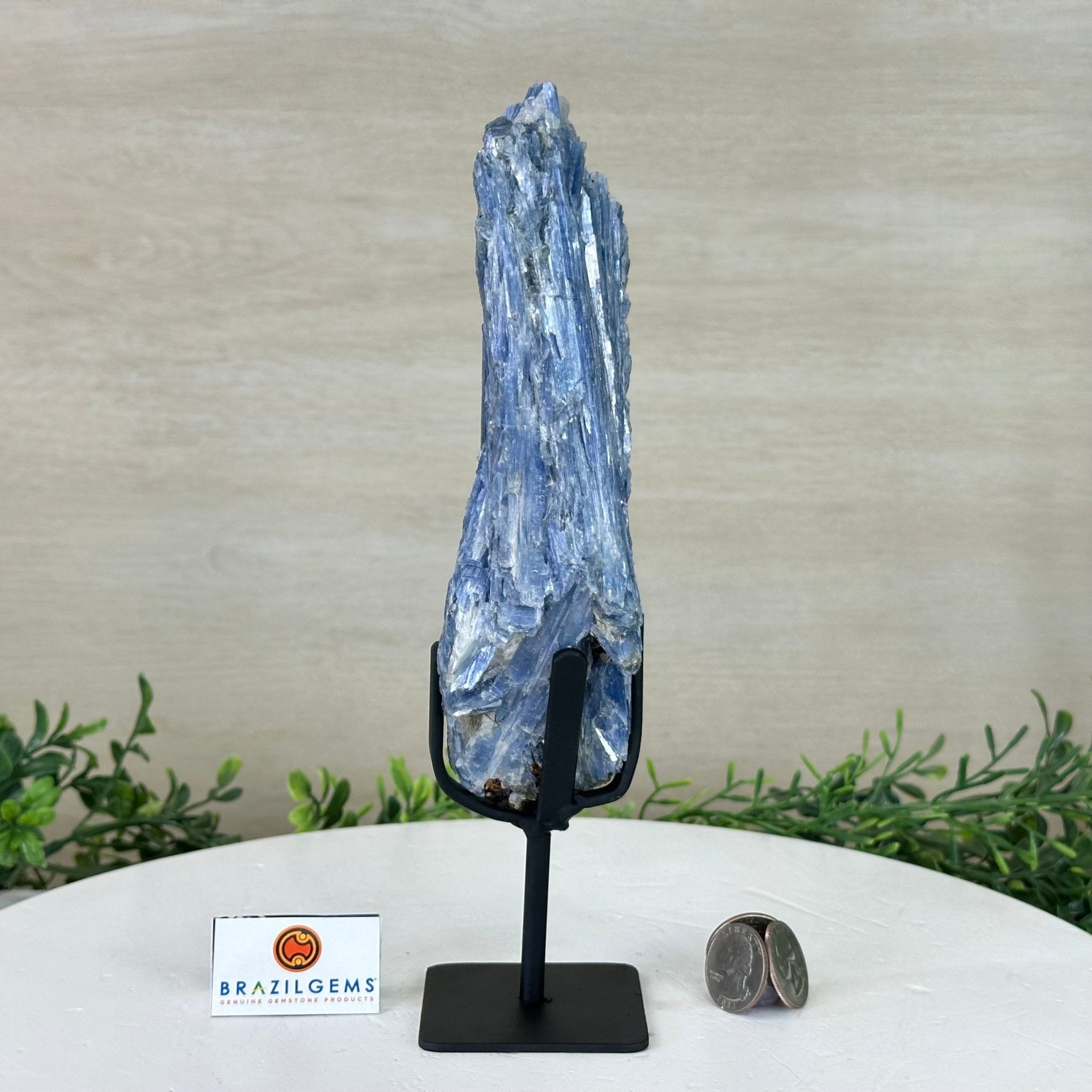 Kyanite Crystal on Metal Stand, 1.9 lbs & 9.8" Tall #6010 - 0006 - Brazil GemsBrazil GemsKyanite Crystal on Metal Stand, 1.9 lbs & 9.8" Tall #6010 - 0006Clusters on Fixed Bases6010 - 0006