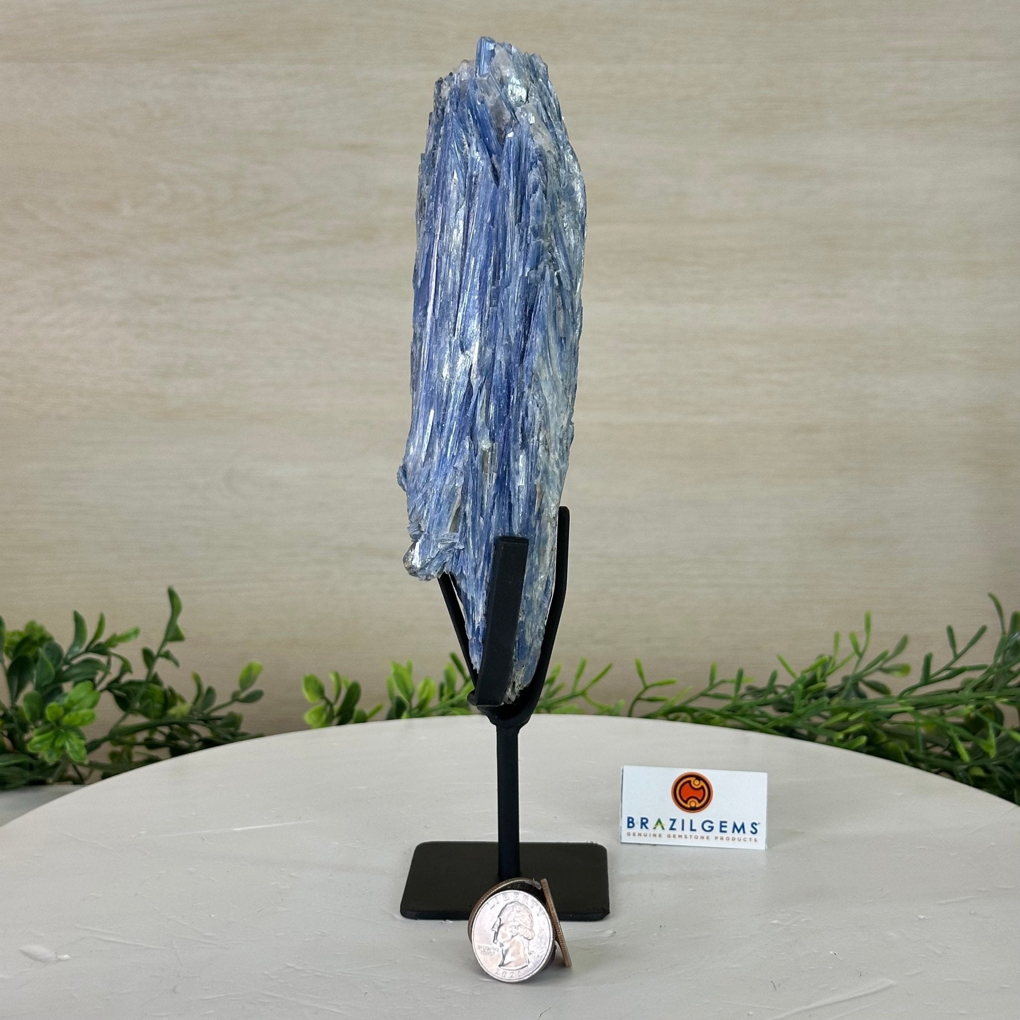 Kyanite Crystal on Metal Stand, 1.9 lbs & 9.8" Tall #6010 - 0006 - Brazil GemsBrazil GemsKyanite Crystal on Metal Stand, 1.9 lbs & 9.8" Tall #6010 - 0006Clusters on Fixed Bases6010 - 0006