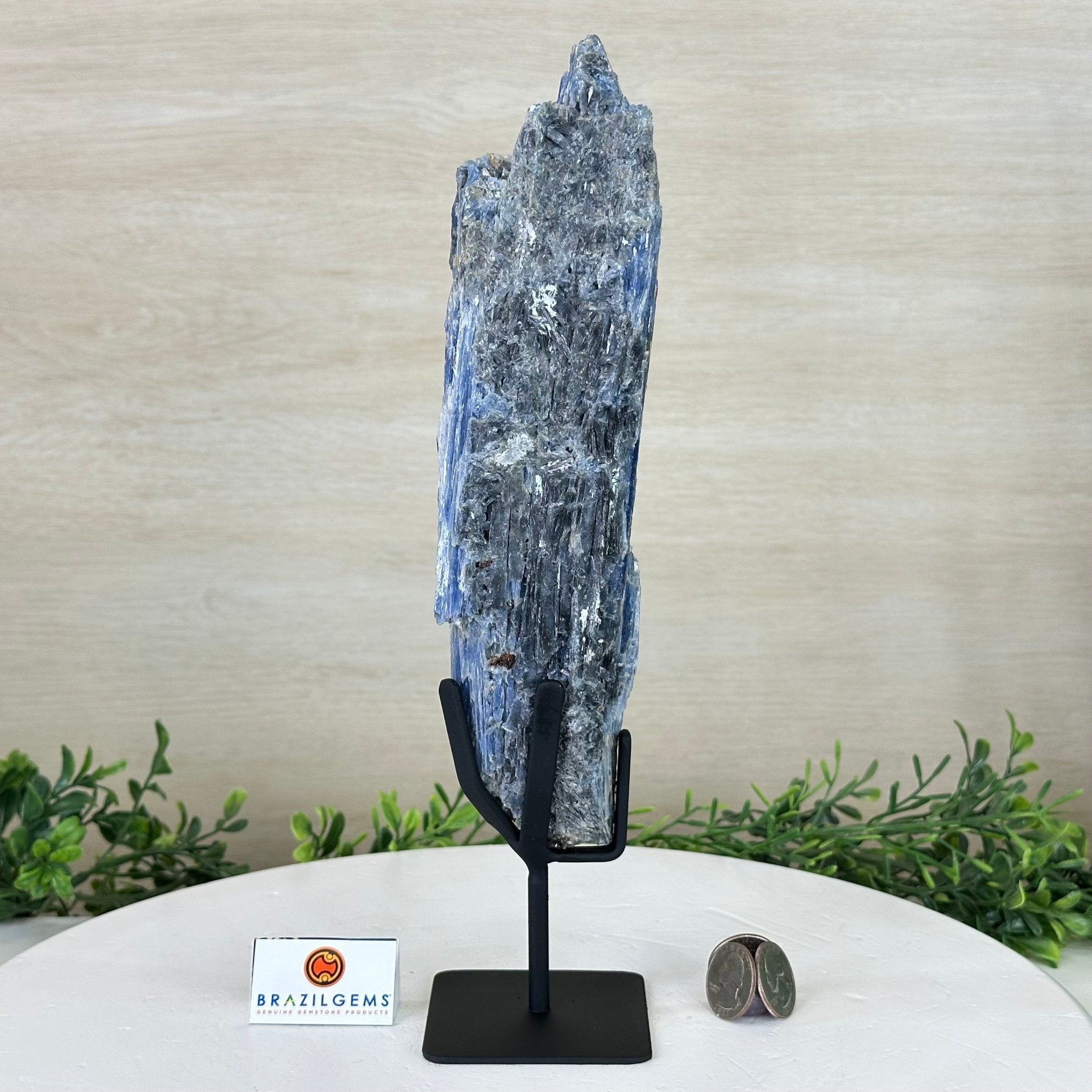 Kyanite Crystal on Metal Stand, 2.1 lbs & 12.1" Tall #6010 - 0009 - Brazil GemsBrazil GemsKyanite Crystal on Metal Stand, 2.1 lbs & 12.1" Tall #6010 - 0009Clusters on Fixed Bases6010 - 0009