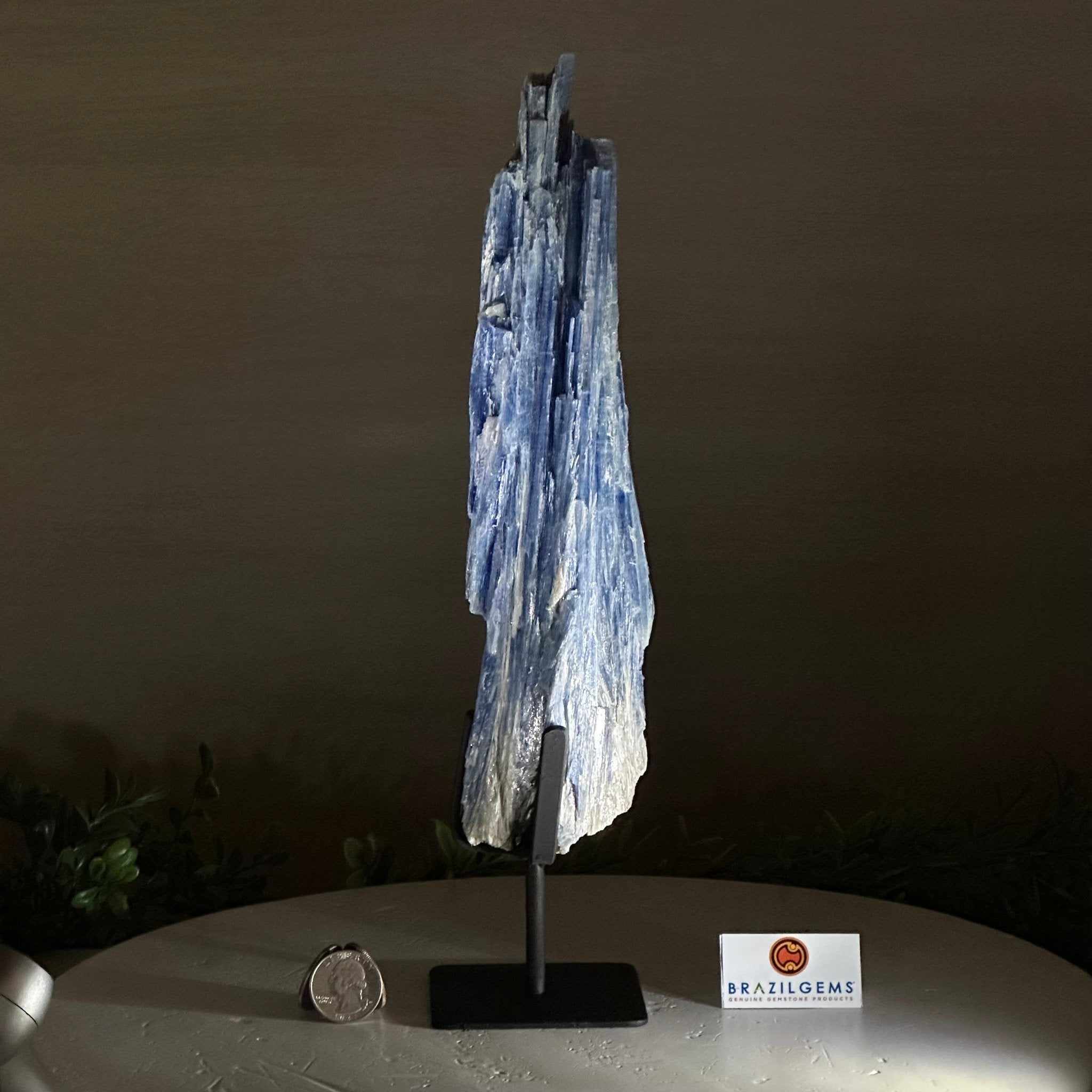 Kyanite Crystal on Metal Stand, 2.1 lbs & 12.5" Tall #6010 - 0008 - Brazil GemsBrazil GemsKyanite Crystal on Metal Stand, 2.1 lbs & 12.5" Tall #6010 - 0008Clusters on Fixed Bases6010 - 0008