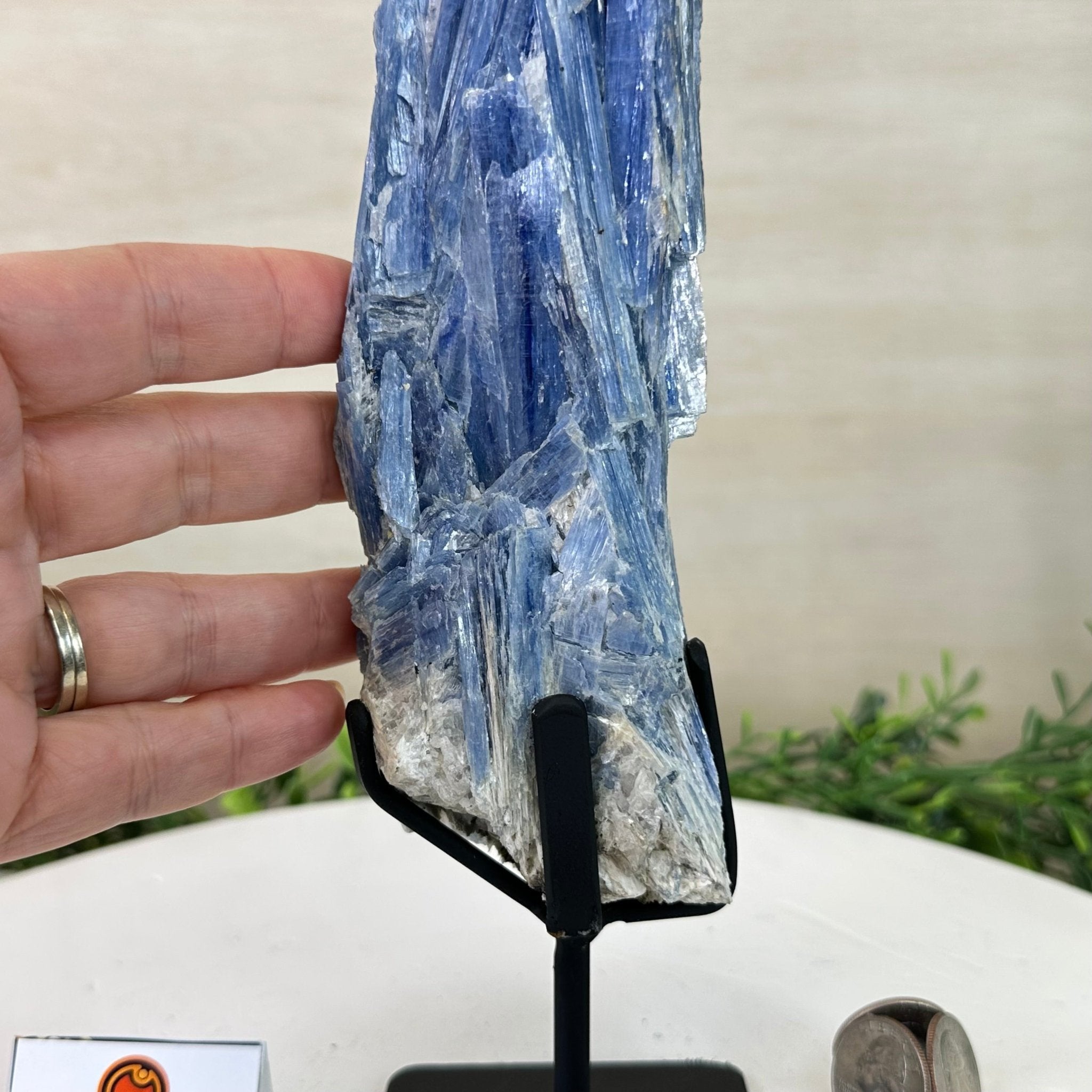 Kyanite Crystal on Metal Stand, 2.1 lbs & 12.5" Tall #6010 - 0008 - Brazil GemsBrazil GemsKyanite Crystal on Metal Stand, 2.1 lbs & 12.5" Tall #6010 - 0008Clusters on Fixed Bases6010 - 0008