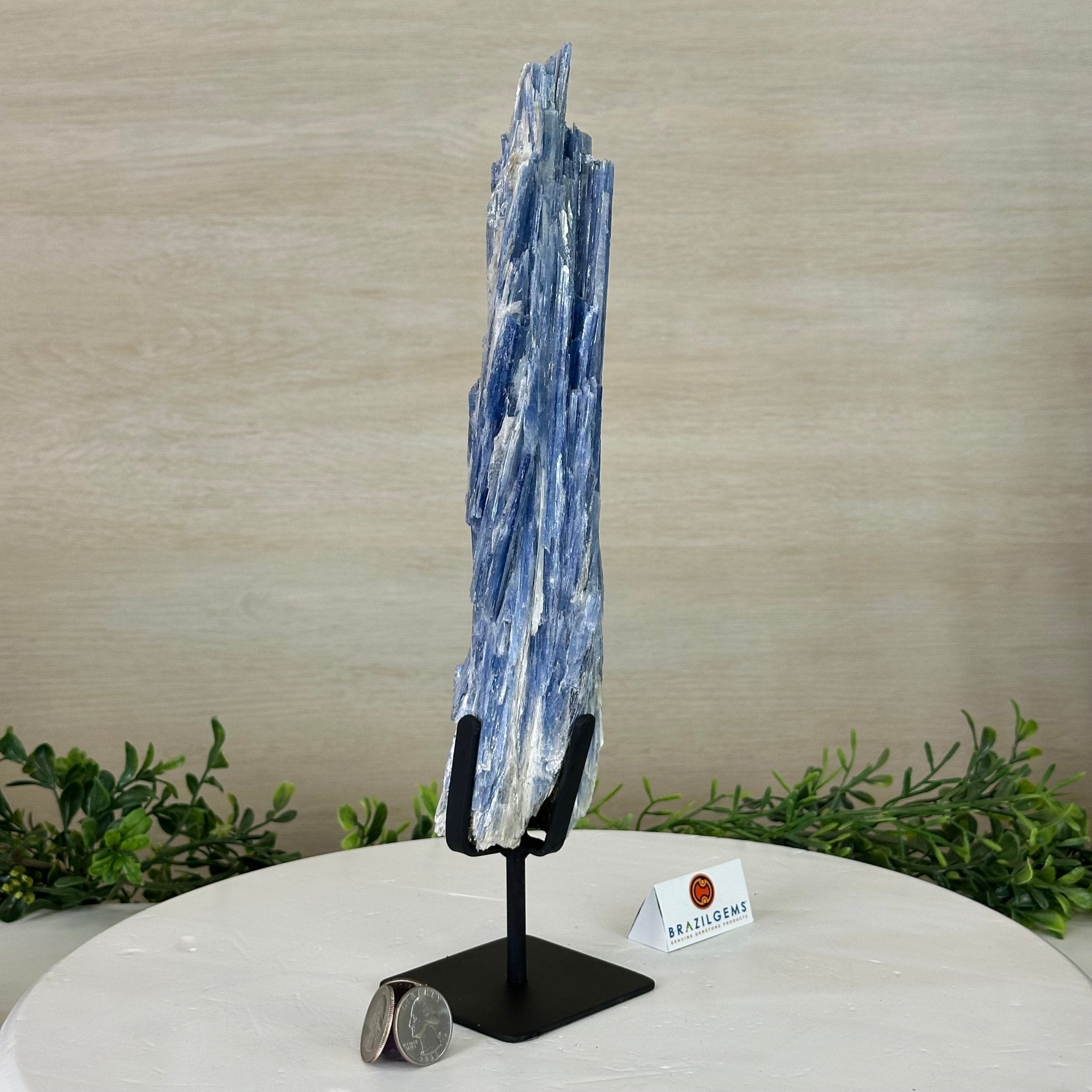 Kyanite Crystal on Metal Stand, 2.1 lbs & 12.5" Tall #6010 - 0008 - Brazil GemsBrazil GemsKyanite Crystal on Metal Stand, 2.1 lbs & 12.5" Tall #6010 - 0008Clusters on Fixed Bases6010 - 0008