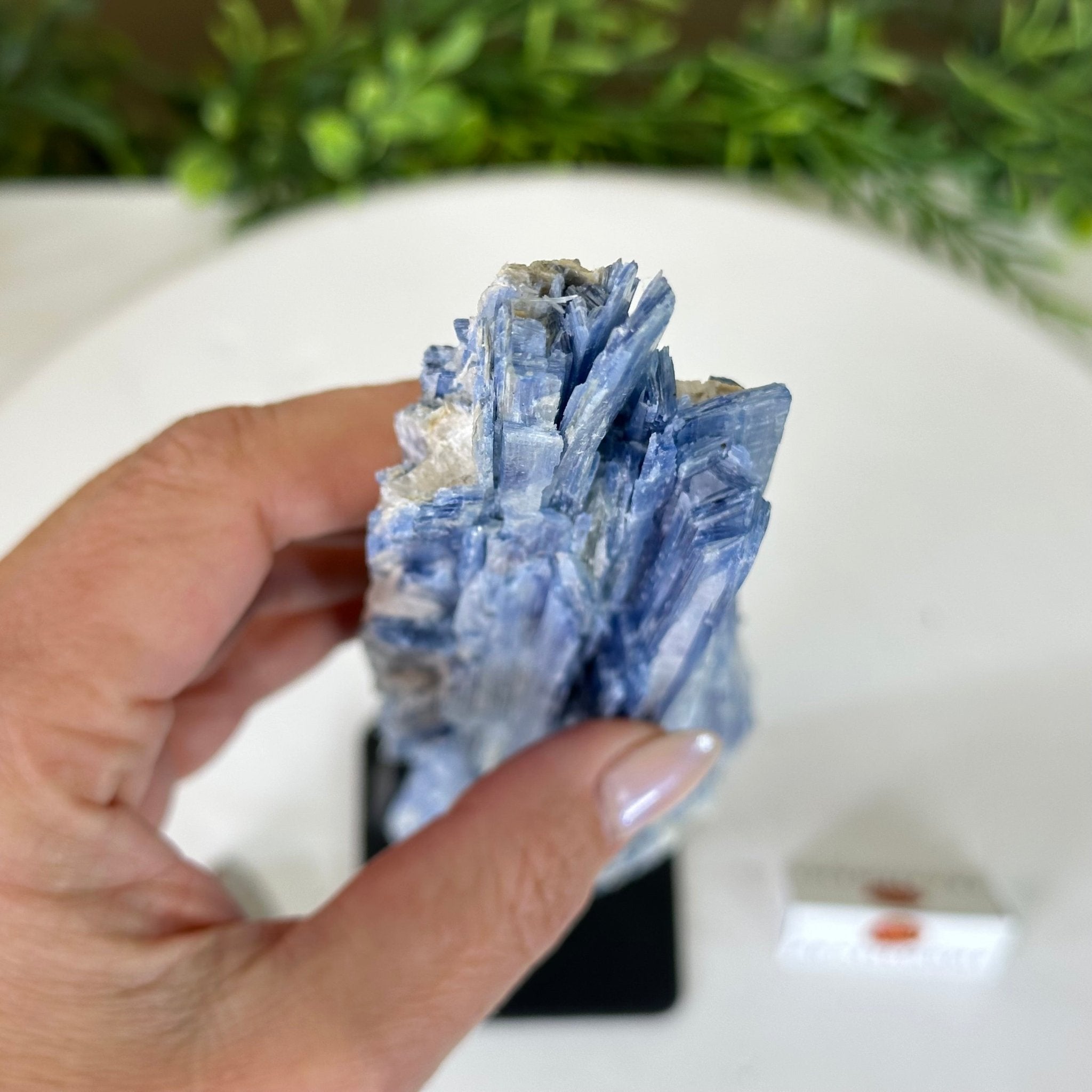 Kyanite Crystal on Metal Stand, 2.1 lbs & 12.5" Tall #6010 - 0008 - Brazil GemsBrazil GemsKyanite Crystal on Metal Stand, 2.1 lbs & 12.5" Tall #6010 - 0008Clusters on Fixed Bases6010 - 0008