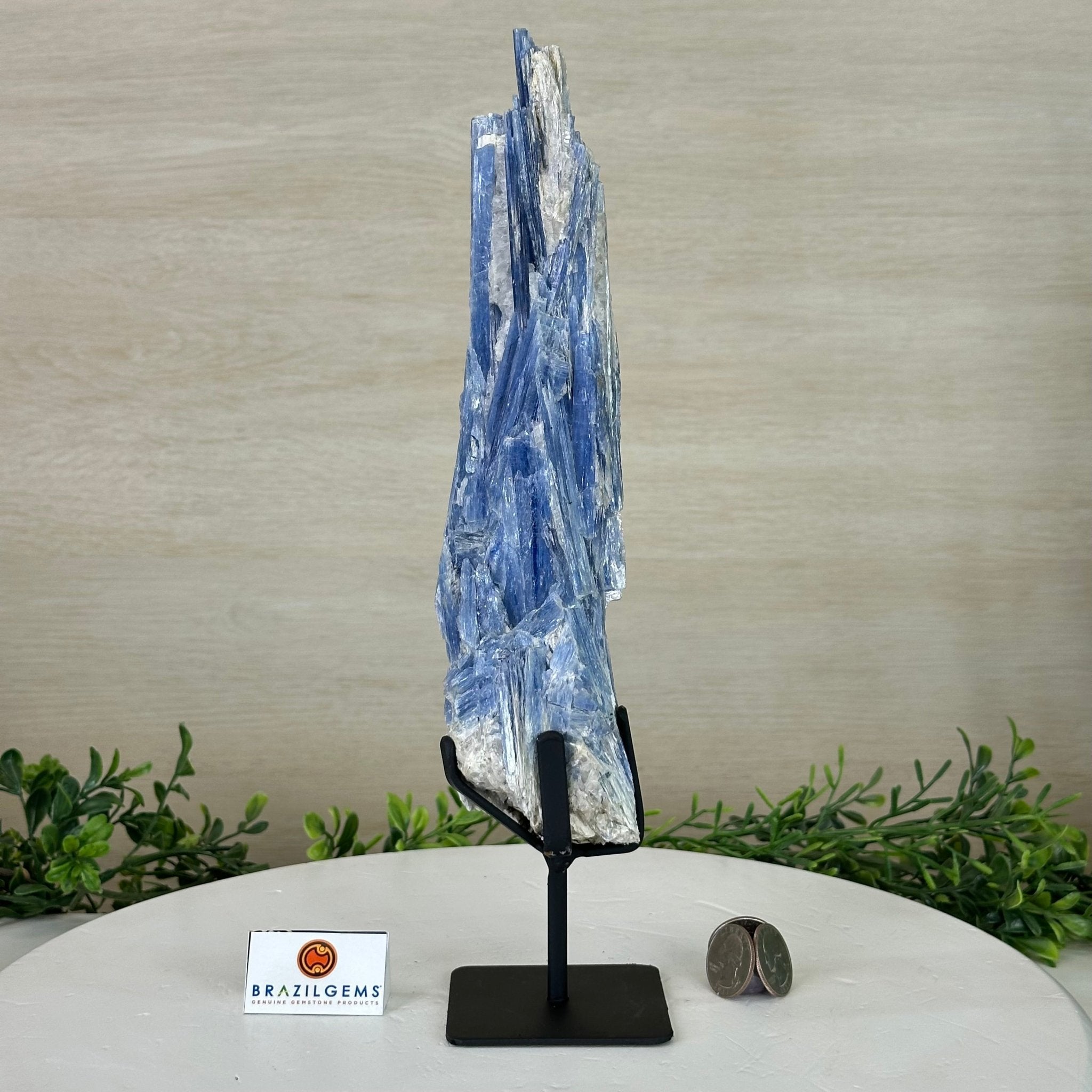 Kyanite Crystal on Metal Stand, 2.1 lbs & 12.5" Tall #6010 - 0008 - Brazil GemsBrazil GemsKyanite Crystal on Metal Stand, 2.1 lbs & 12.5" Tall #6010 - 0008Clusters on Fixed Bases6010 - 0008