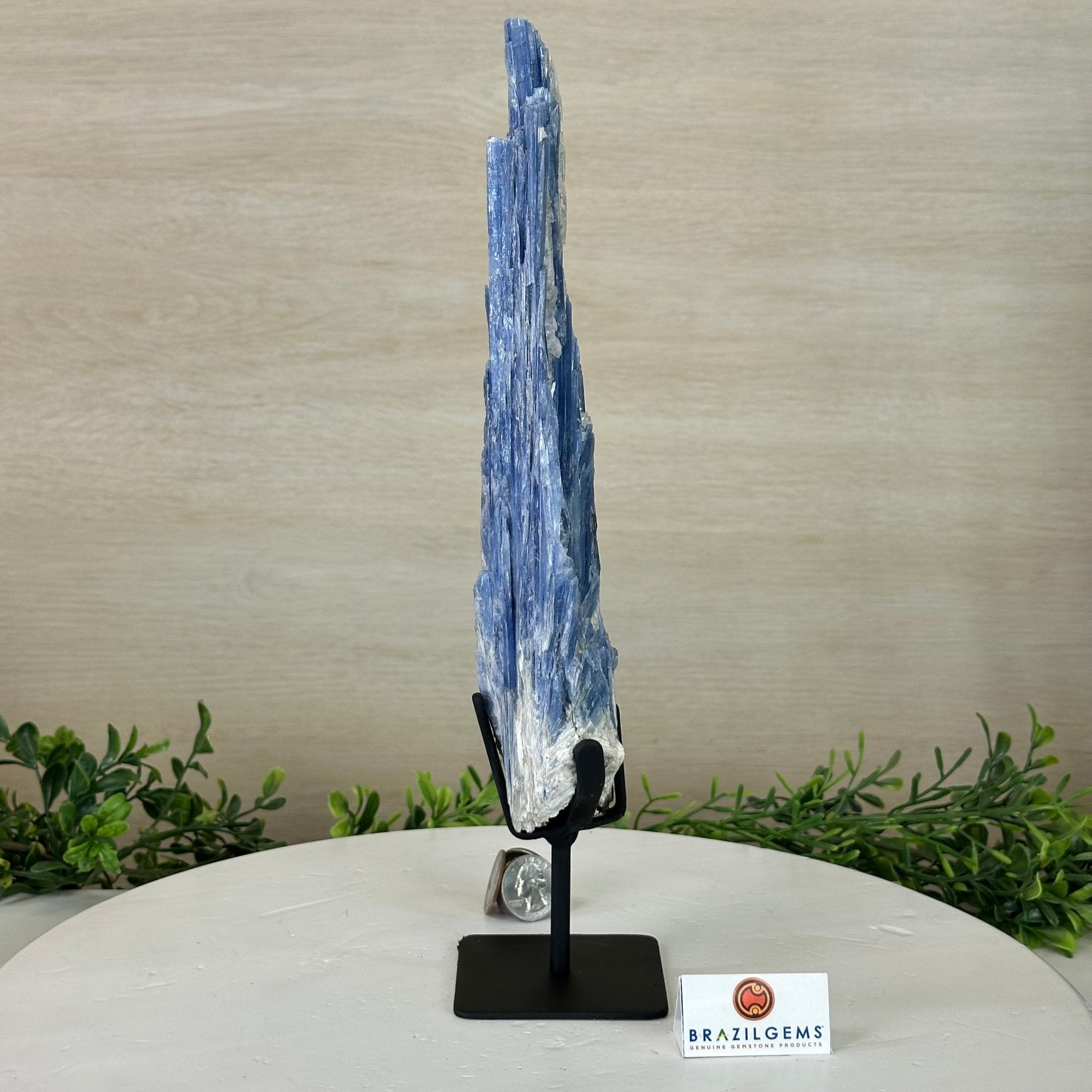 Kyanite Crystal on Metal Stand, 2.1 lbs & 12.5" Tall #6010 - 0008 - Brazil GemsBrazil GemsKyanite Crystal on Metal Stand, 2.1 lbs & 12.5" Tall #6010 - 0008Clusters on Fixed Bases6010 - 0008