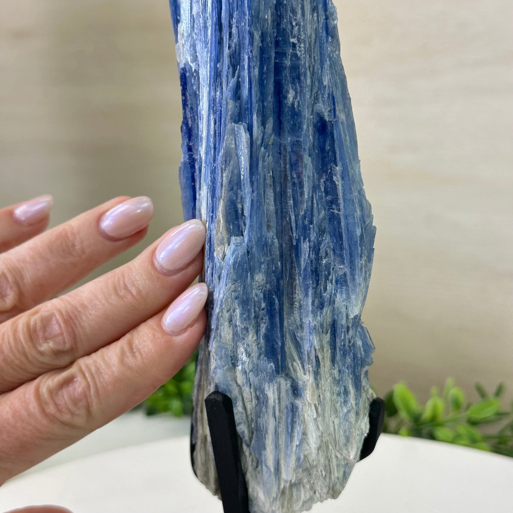 Kyanite Crystal on Metal Stand, 2.1 lbs & 12.5" Tall #6010 - 0008 - Brazil GemsBrazil GemsKyanite Crystal on Metal Stand, 2.1 lbs & 12.5" Tall #6010 - 0008Clusters on Fixed Bases6010 - 0008