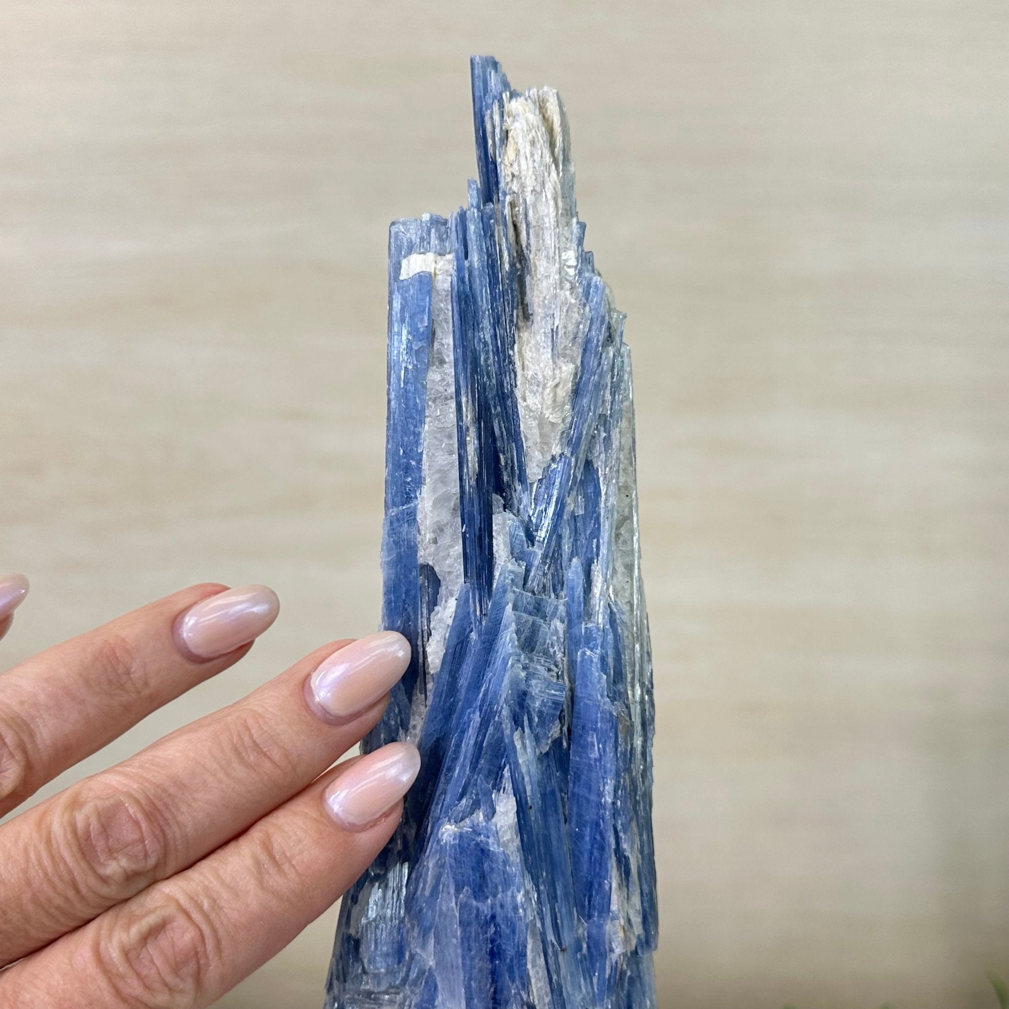 Kyanite Crystal on Metal Stand, 2.1 lbs & 12.5" Tall #6010 - 0008 - Brazil GemsBrazil GemsKyanite Crystal on Metal Stand, 2.1 lbs & 12.5" Tall #6010 - 0008Clusters on Fixed Bases6010 - 0008