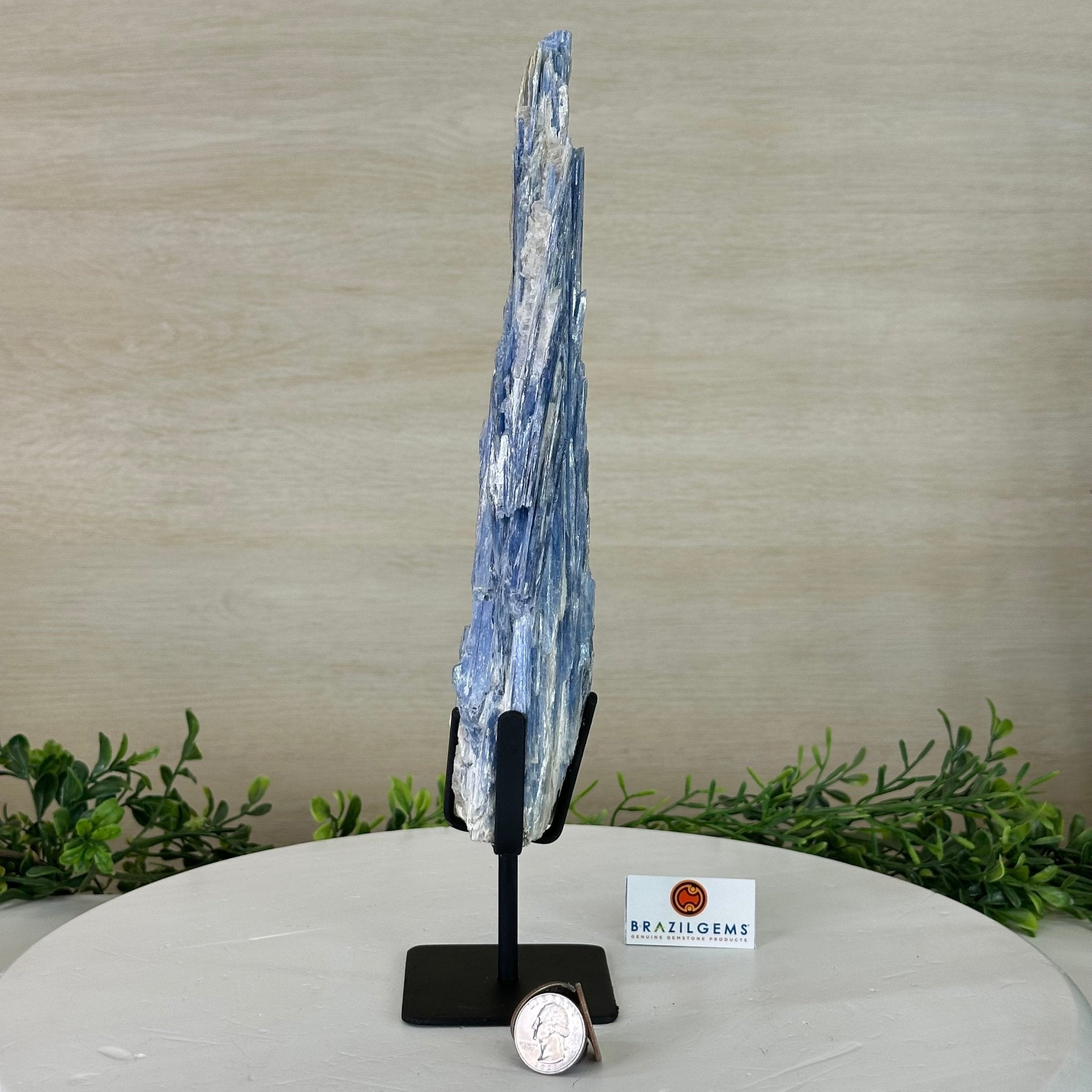 Kyanite Crystal on Metal Stand, 2.1 lbs & 12.5" Tall #6010 - 0008 - Brazil GemsBrazil GemsKyanite Crystal on Metal Stand, 2.1 lbs & 12.5" Tall #6010 - 0008Clusters on Fixed Bases6010 - 0008