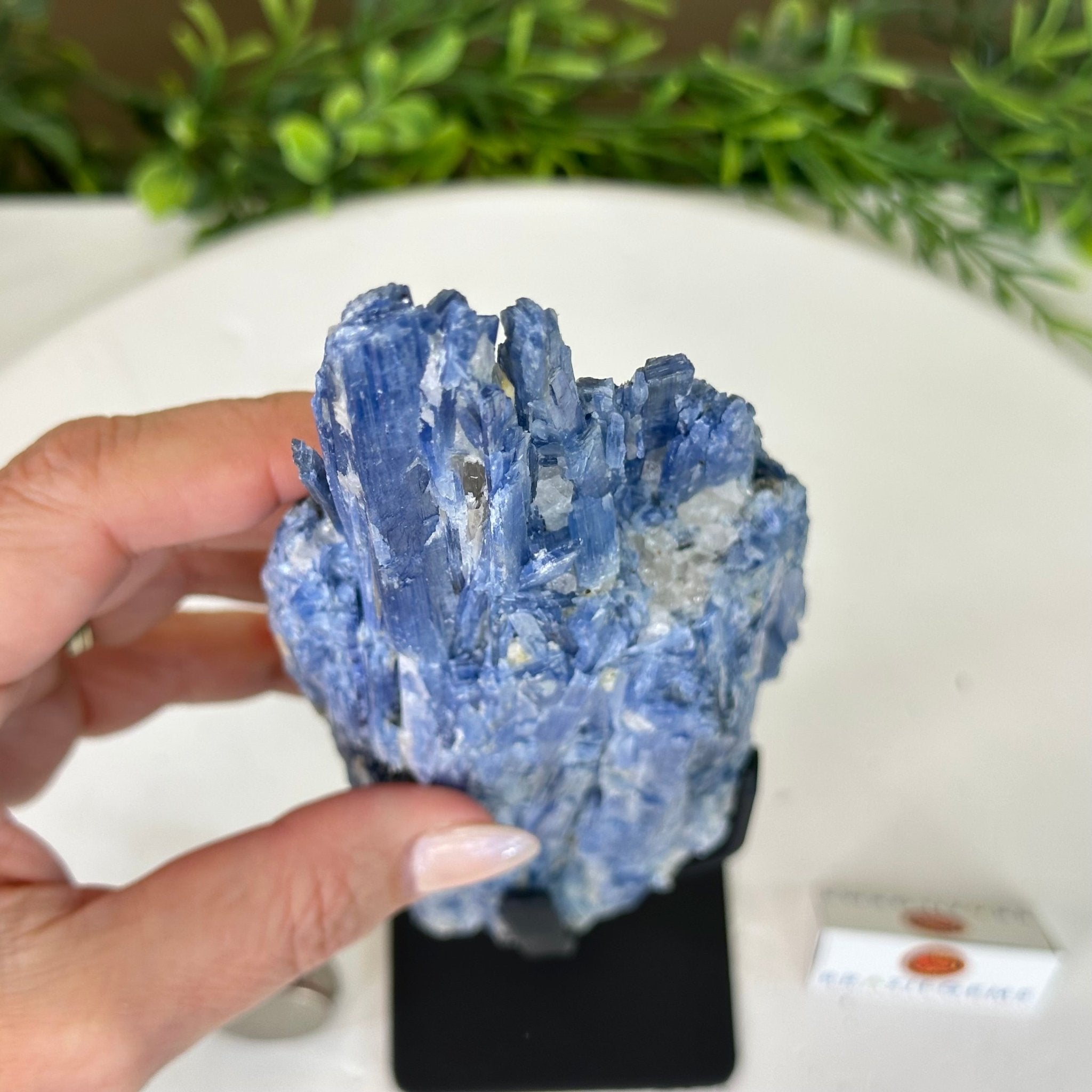 Kyanite Crystal on Metal Stand, 2.2 lbs & 10.5" Tall #6010 - 0012 - Brazil GemsBrazil GemsKyanite Crystal on Metal Stand, 2.2 lbs & 10.5" Tall #6010 - 0012Clusters on Fixed Bases6010 - 0012