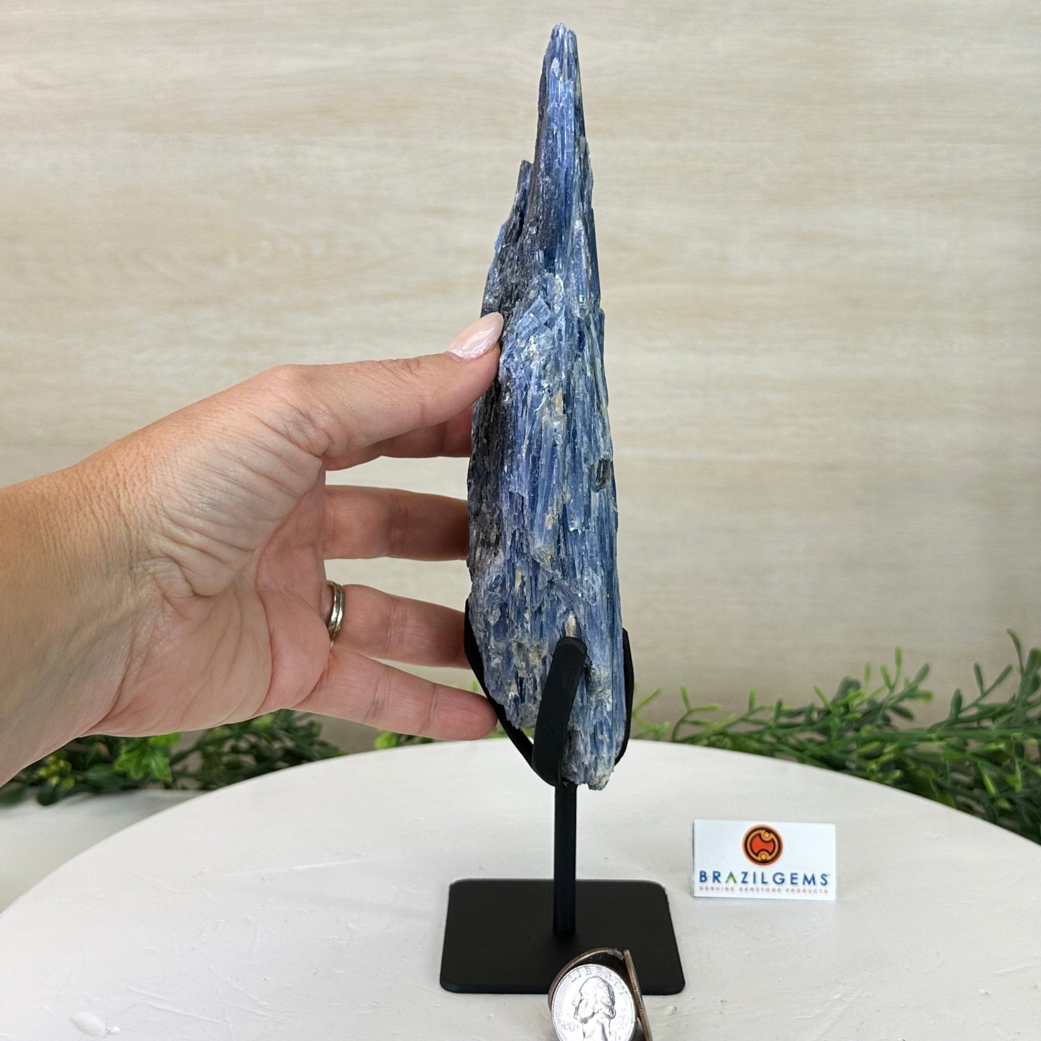 Kyanite Crystal on Metal Stand, 2.2 lbs & 10.5" Tall #6010 - 0012 - Brazil GemsBrazil GemsKyanite Crystal on Metal Stand, 2.2 lbs & 10.5" Tall #6010 - 0012Clusters on Fixed Bases6010 - 0012