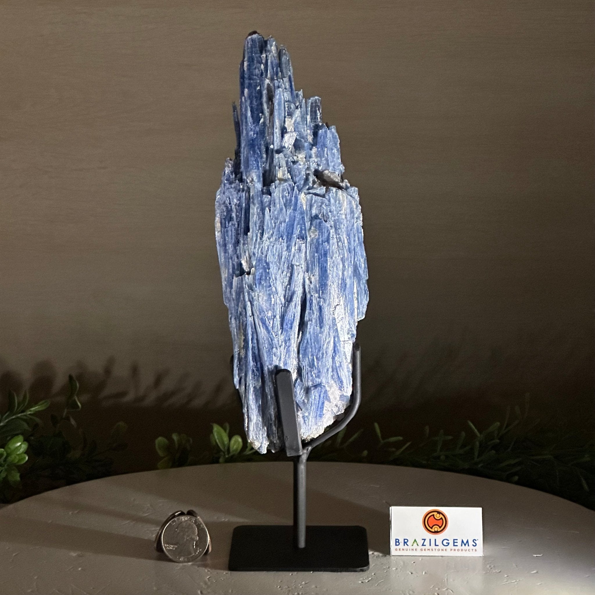 Kyanite Crystal on Metal Stand, 2.2 lbs & 10.5" Tall #6010 - 0012 - Brazil GemsBrazil GemsKyanite Crystal on Metal Stand, 2.2 lbs & 10.5" Tall #6010 - 0012Clusters on Fixed Bases6010 - 0012