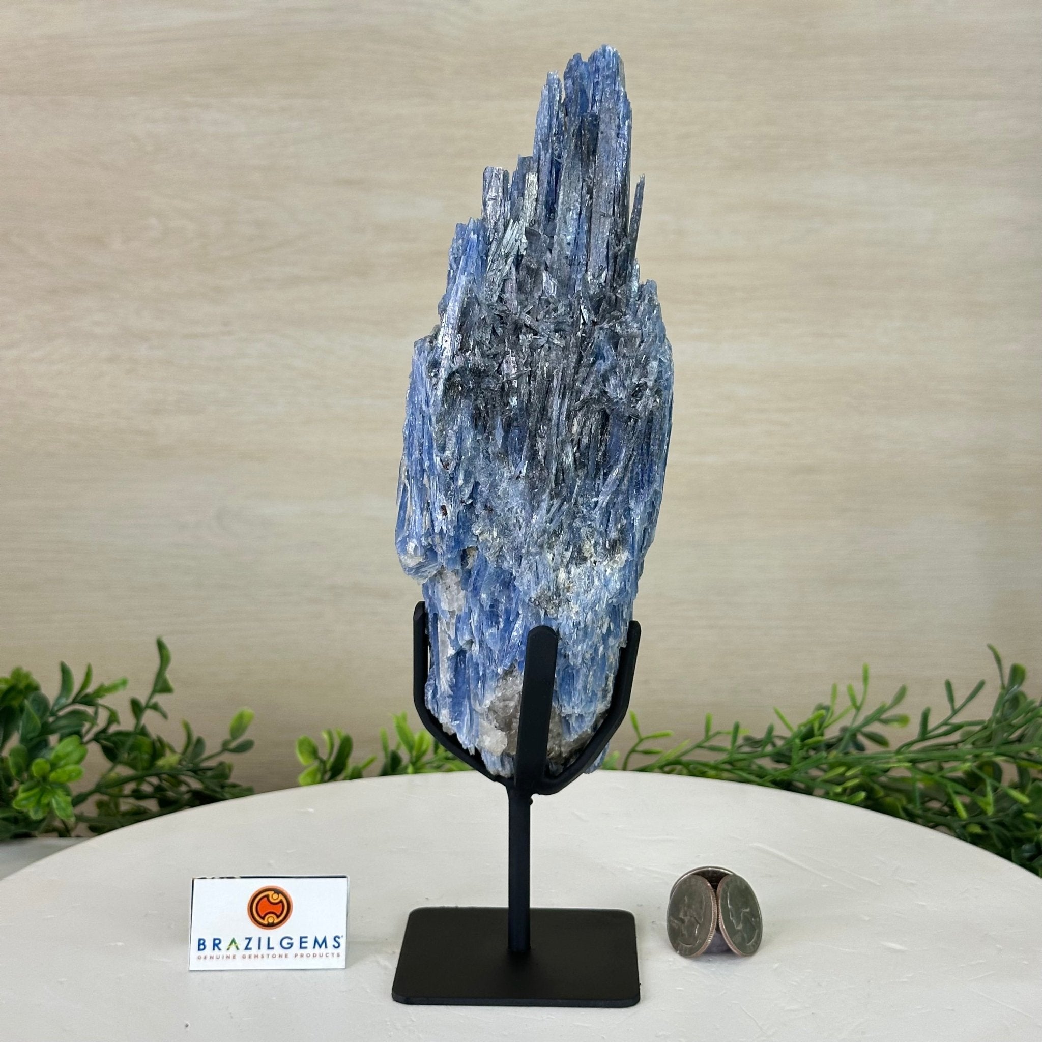 Kyanite Crystal on Metal Stand, 2.2 lbs & 10.5" Tall #6010 - 0012 - Brazil GemsBrazil GemsKyanite Crystal on Metal Stand, 2.2 lbs & 10.5" Tall #6010 - 0012Clusters on Fixed Bases6010 - 0012