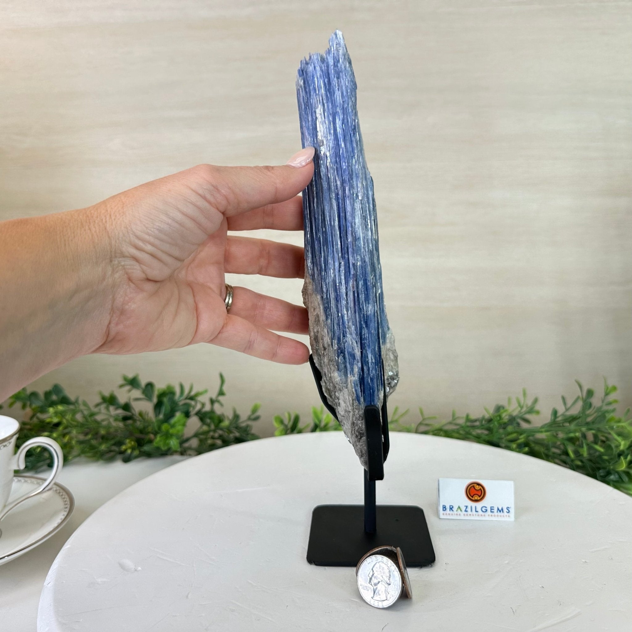 Kyanite Crystal on Metal Stand, 2.2 lbs & 11.1" Tall #6010 - 0010 - Brazil GemsBrazil GemsKyanite Crystal on Metal Stand, 2.2 lbs & 11.1" Tall #6010 - 0010Clusters on Fixed Bases6010 - 0010