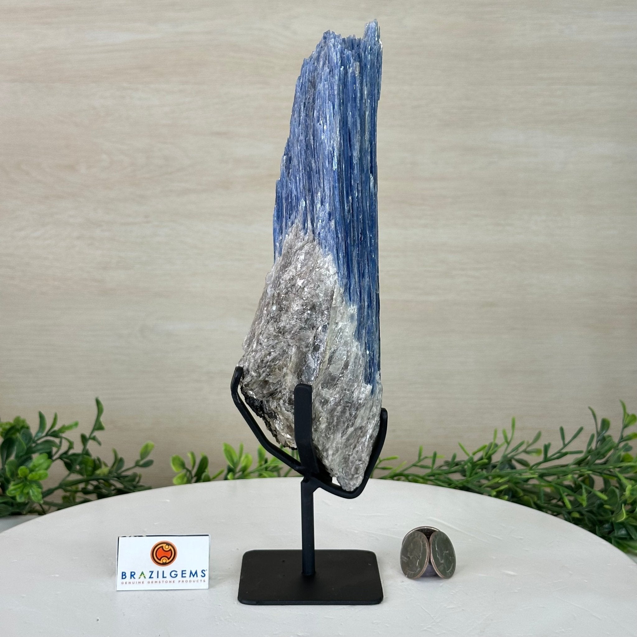 Kyanite Crystal on Metal Stand, 2.2 lbs & 11.1" Tall #6010 - 0010 - Brazil GemsBrazil GemsKyanite Crystal on Metal Stand, 2.2 lbs & 11.1" Tall #6010 - 0010Clusters on Fixed Bases6010 - 0010