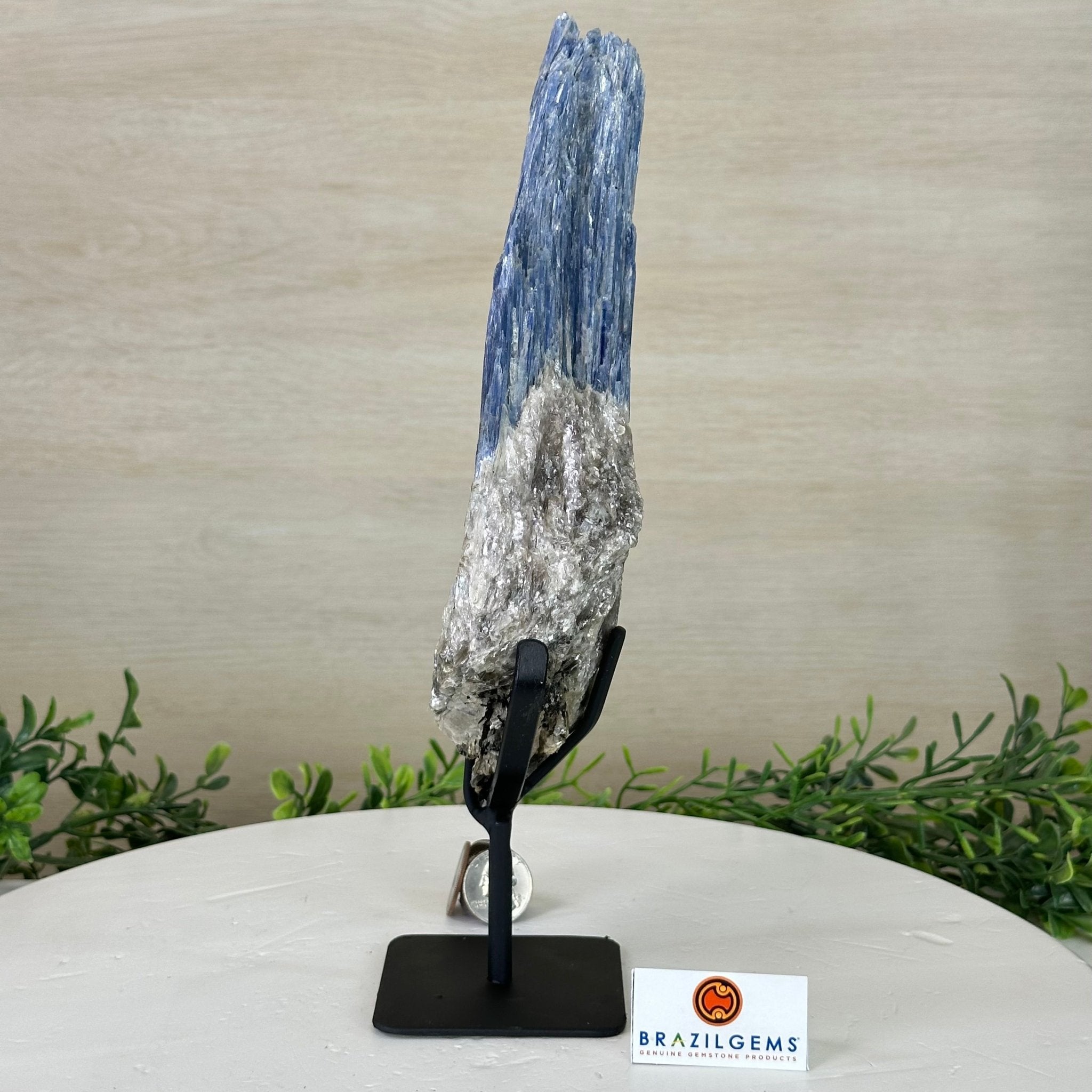 Kyanite Crystal on Metal Stand, 2.2 lbs & 11.1" Tall #6010 - 0010 - Brazil GemsBrazil GemsKyanite Crystal on Metal Stand, 2.2 lbs & 11.1" Tall #6010 - 0010Clusters on Fixed Bases6010 - 0010