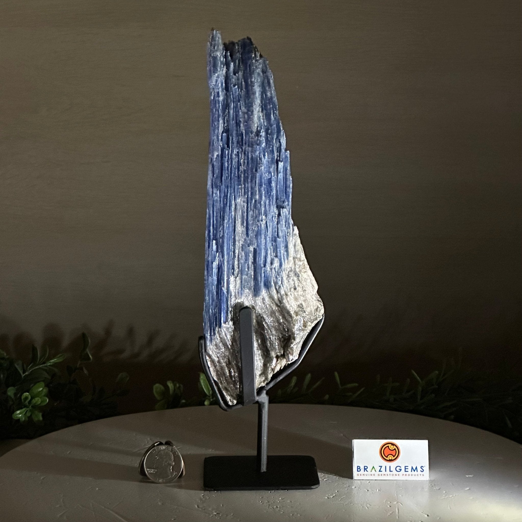 Kyanite Crystal on Metal Stand, 2.2 lbs & 11.1" Tall #6010 - 0010 - Brazil GemsBrazil GemsKyanite Crystal on Metal Stand, 2.2 lbs & 11.1" Tall #6010 - 0010Clusters on Fixed Bases6010 - 0010