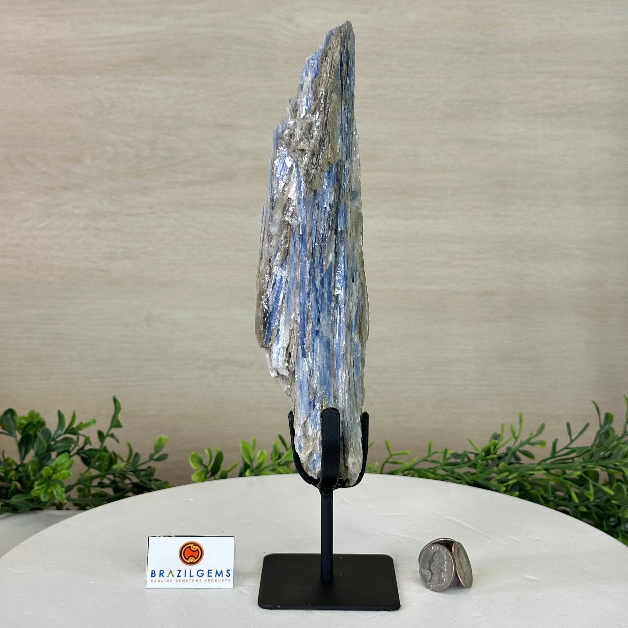 Kyanite Crystal on Metal Stand, 2.2 lbs & 11.4" Tall #6010 - 0011 - Brazil GemsBrazil GemsKyanite Crystal on Metal Stand, 2.2 lbs & 11.4" Tall #6010 - 0011Clusters on Fixed Bases6010 - 0011