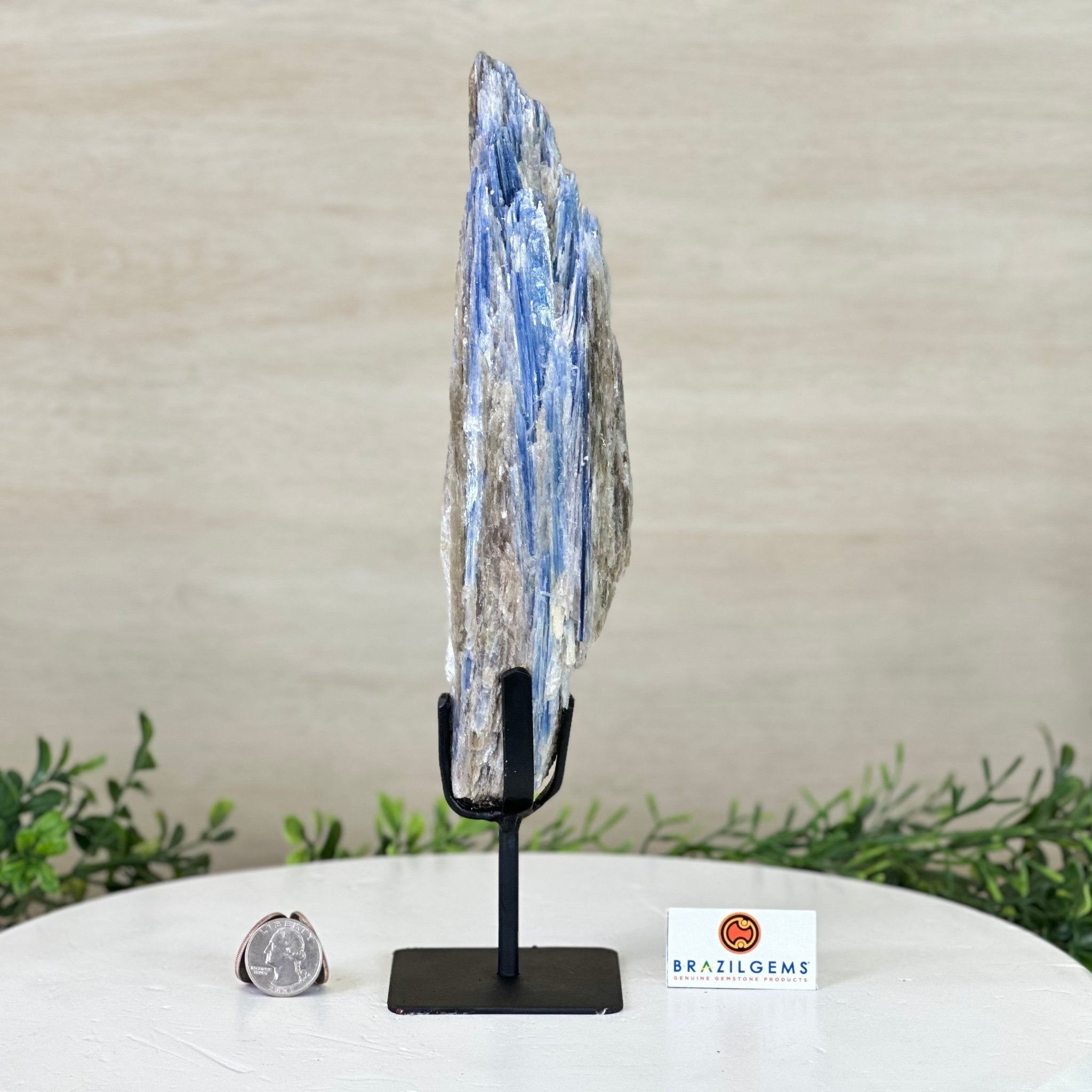 Kyanite Crystal on Metal Stand, 2.2 lbs & 11.4" Tall #6010 - 0011 - Brazil GemsBrazil GemsKyanite Crystal on Metal Stand, 2.2 lbs & 11.4" Tall #6010 - 0011Clusters on Fixed Bases6010 - 0011