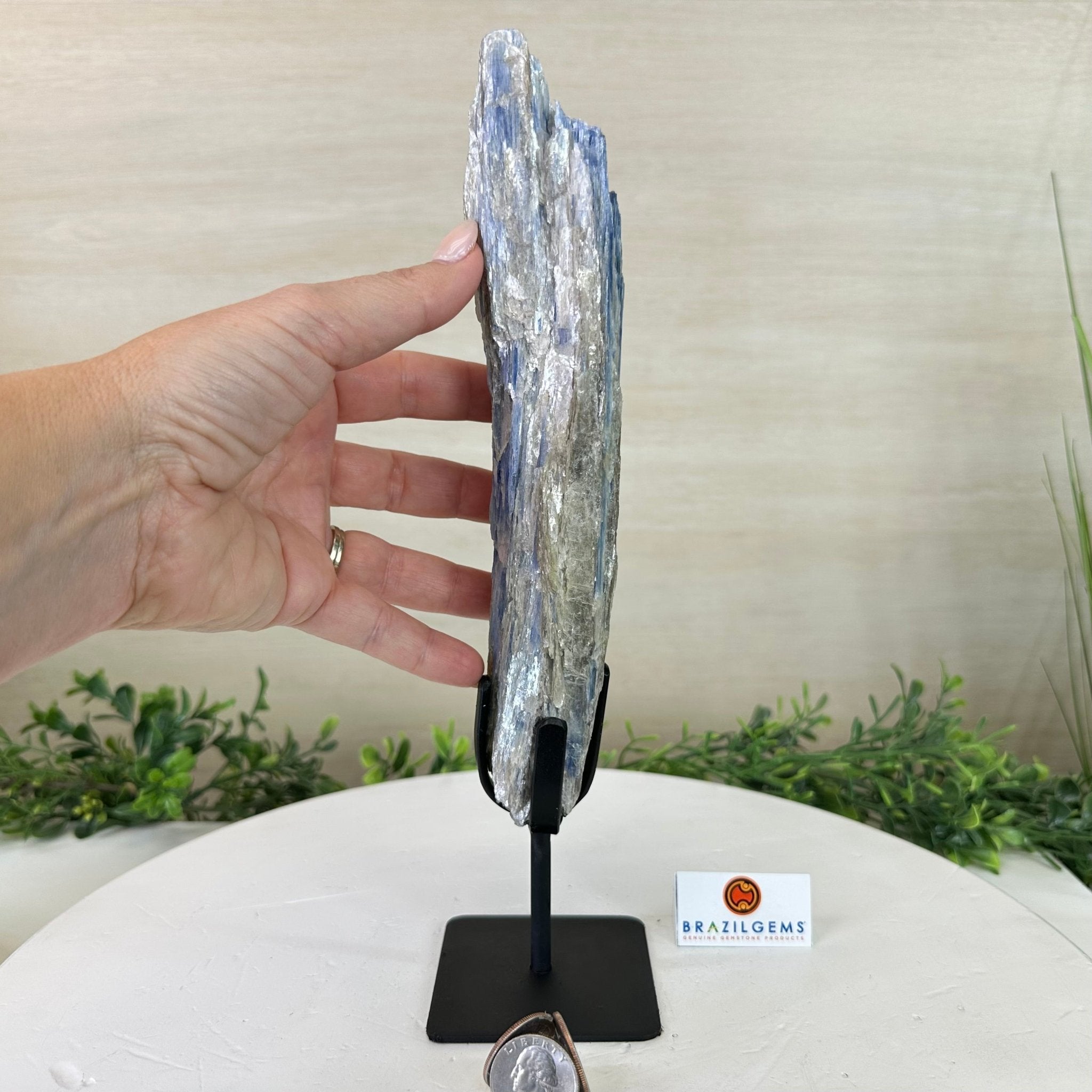 Kyanite Crystal on Metal Stand, 2.2 lbs & 11.4" Tall #6010 - 0011 - Brazil GemsBrazil GemsKyanite Crystal on Metal Stand, 2.2 lbs & 11.4" Tall #6010 - 0011Clusters on Fixed Bases6010 - 0011