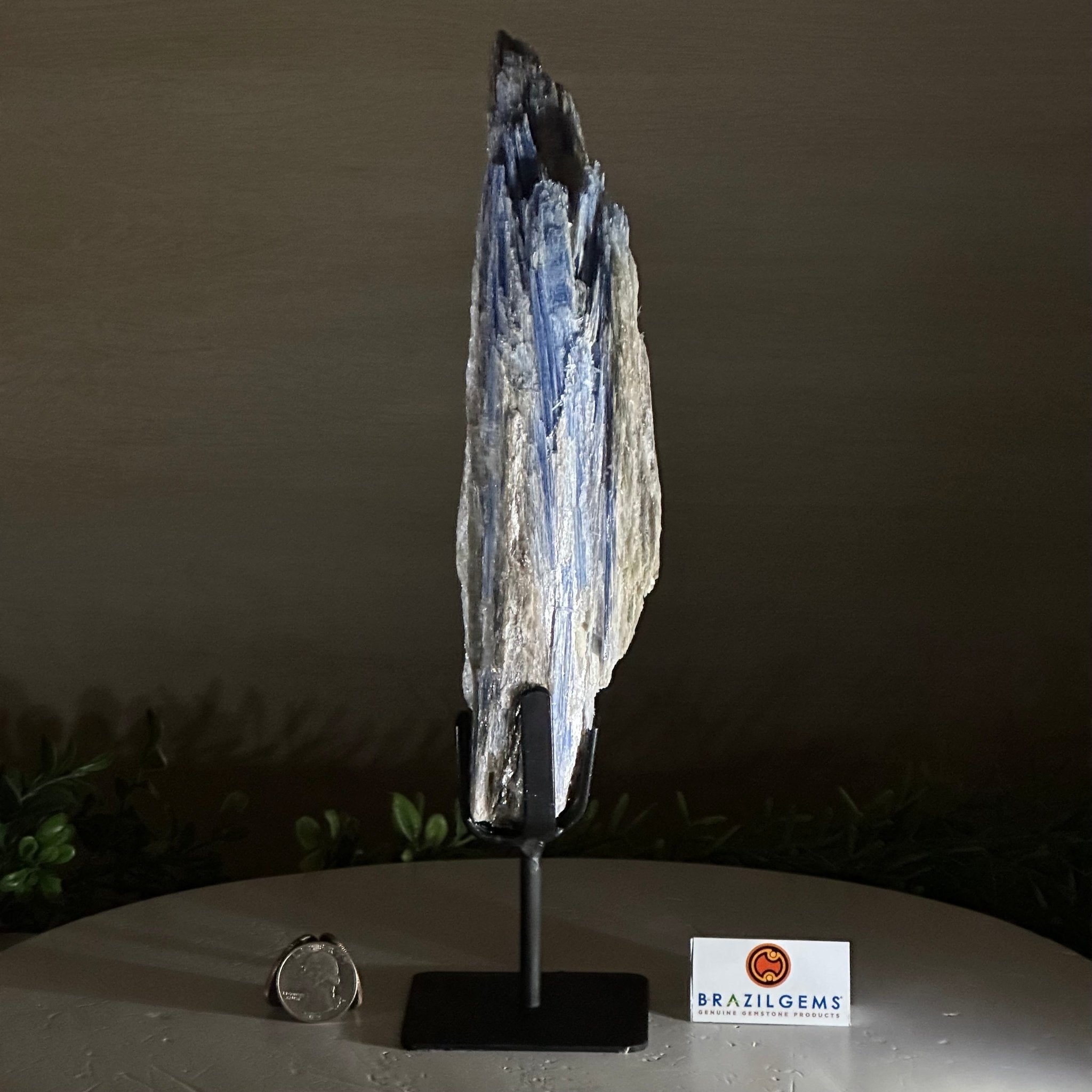 Kyanite Crystal on Metal Stand, 2.2 lbs & 11.4" Tall #6010 - 0011 - Brazil GemsBrazil GemsKyanite Crystal on Metal Stand, 2.2 lbs & 11.4" Tall #6010 - 0011Clusters on Fixed Bases6010 - 0011