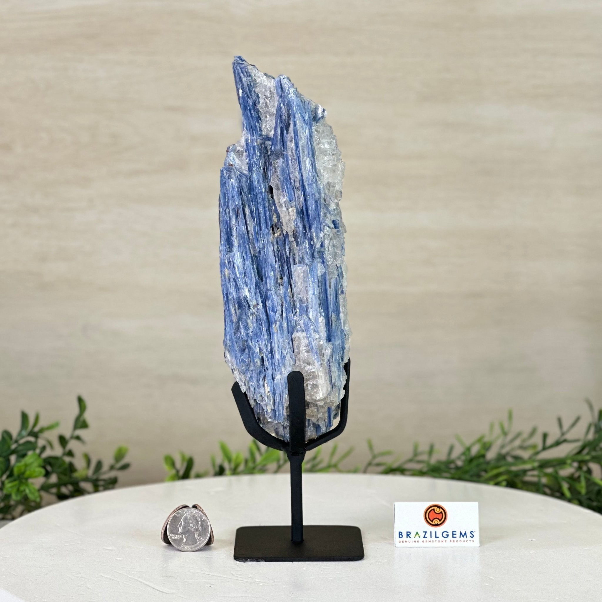 Kyanite Crystal on Metal Stand, 2.3 lbs & 10.6" Tall #6010 - 0014 - Brazil GemsBrazil GemsKyanite Crystal on Metal Stand, 2.3 lbs & 10.6" Tall #6010 - 0014Clusters on Fixed Bases6010 - 0014