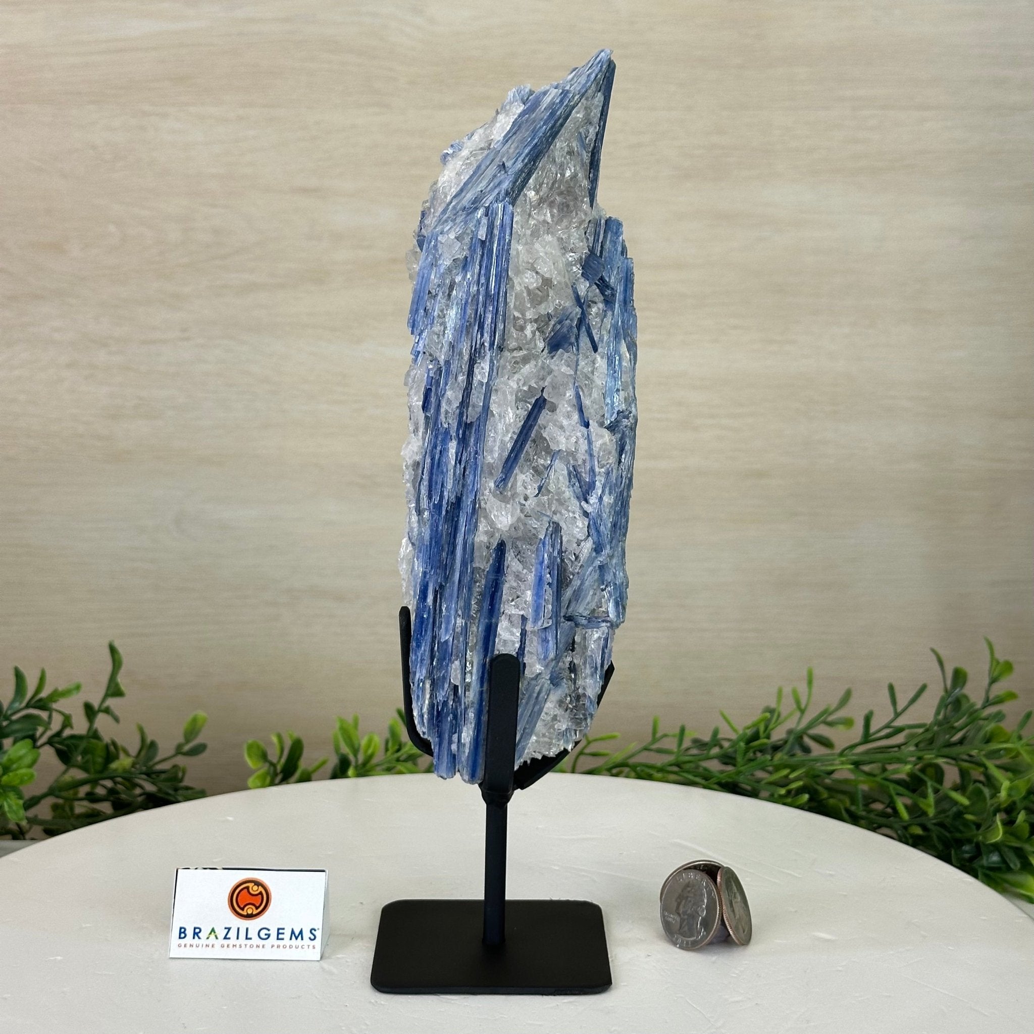 Kyanite Crystal on Metal Stand, 2.3 lbs & 10.6" Tall #6010 - 0014 - Brazil GemsBrazil GemsKyanite Crystal on Metal Stand, 2.3 lbs & 10.6" Tall #6010 - 0014Clusters on Fixed Bases6010 - 0014