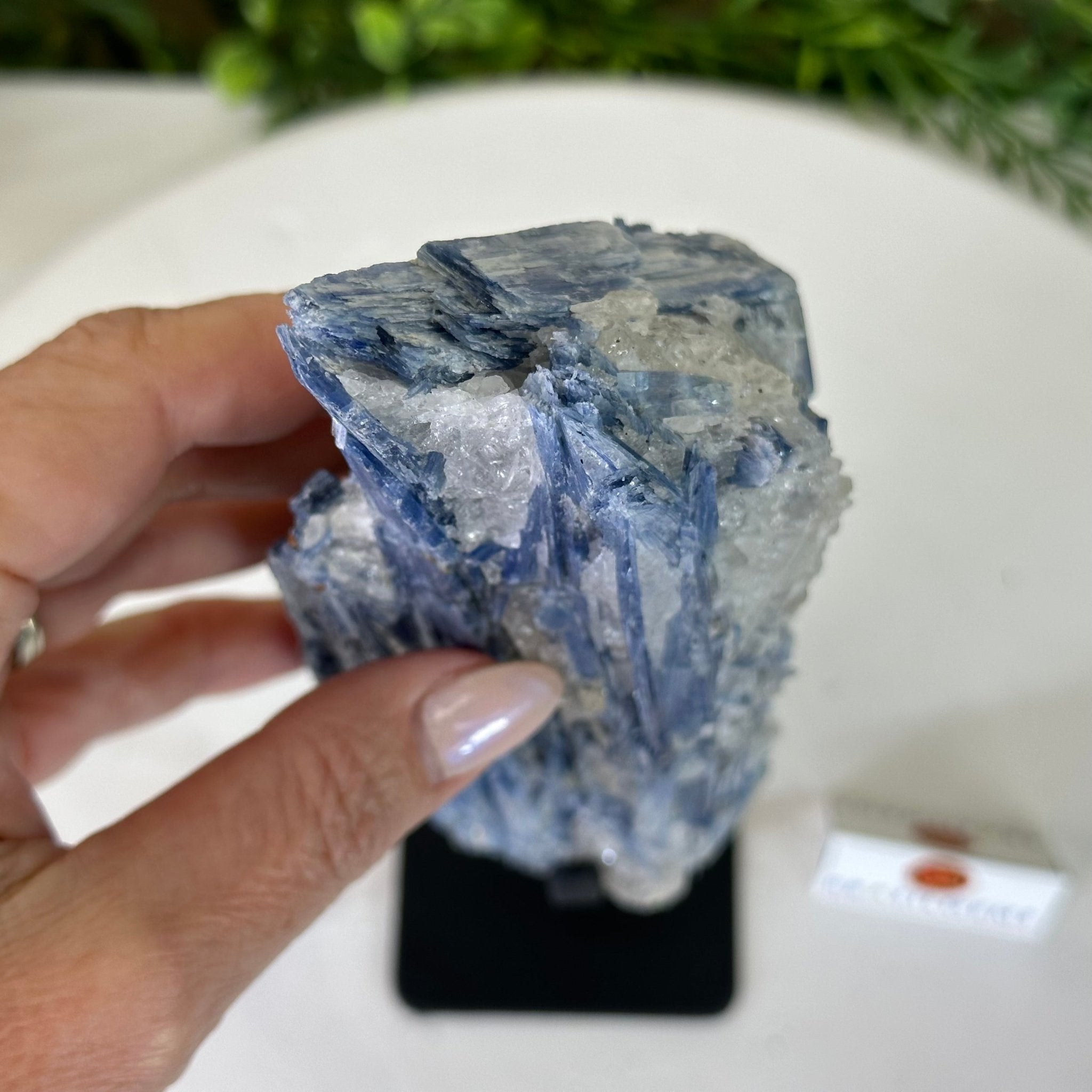 Kyanite Crystal on Metal Stand, 2.3 lbs & 10.6" Tall #6010 - 0014 - Brazil GemsBrazil GemsKyanite Crystal on Metal Stand, 2.3 lbs & 10.6" Tall #6010 - 0014Clusters on Fixed Bases6010 - 0014