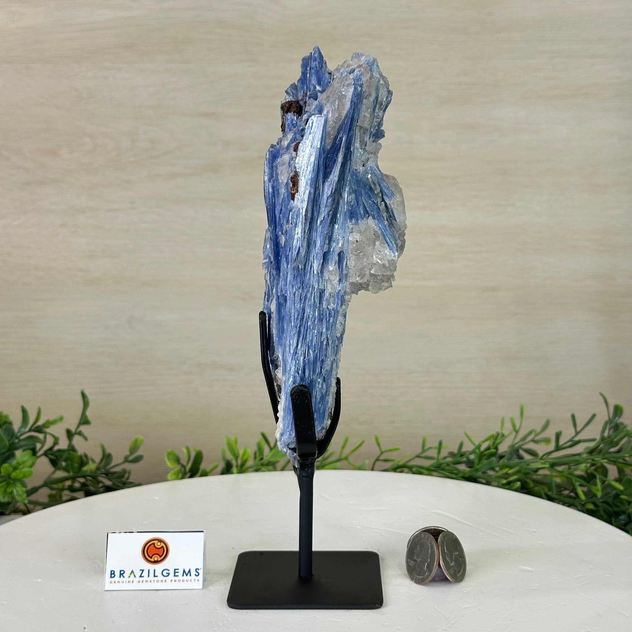 Kyanite Crystal on Metal Stand, 2.3 lbs & 9.8" Tall #6010 - 0013 - Brazil GemsBrazil GemsKyanite Crystal on Metal Stand, 2.3 lbs & 9.8" Tall #6010 - 0013Clusters on Fixed Bases6010 - 0013