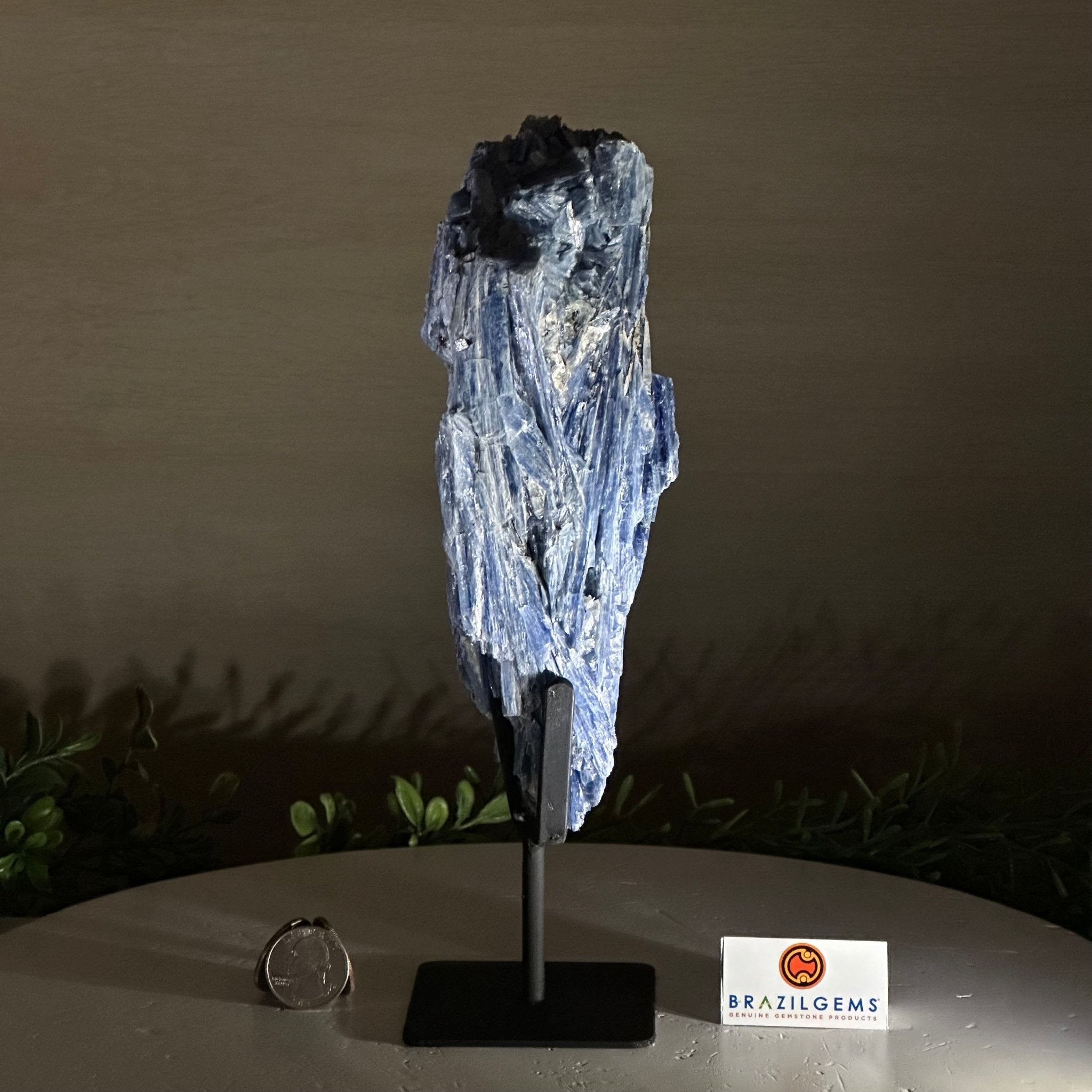 Kyanite Crystal on Metal Stand, 2.5 lbs & 10.1" Tall #6010 - 0016 - Brazil GemsBrazil GemsKyanite Crystal on Metal Stand, 2.5 lbs & 10.1" Tall #6010 - 0016Clusters on Fixed Bases6010 - 0016