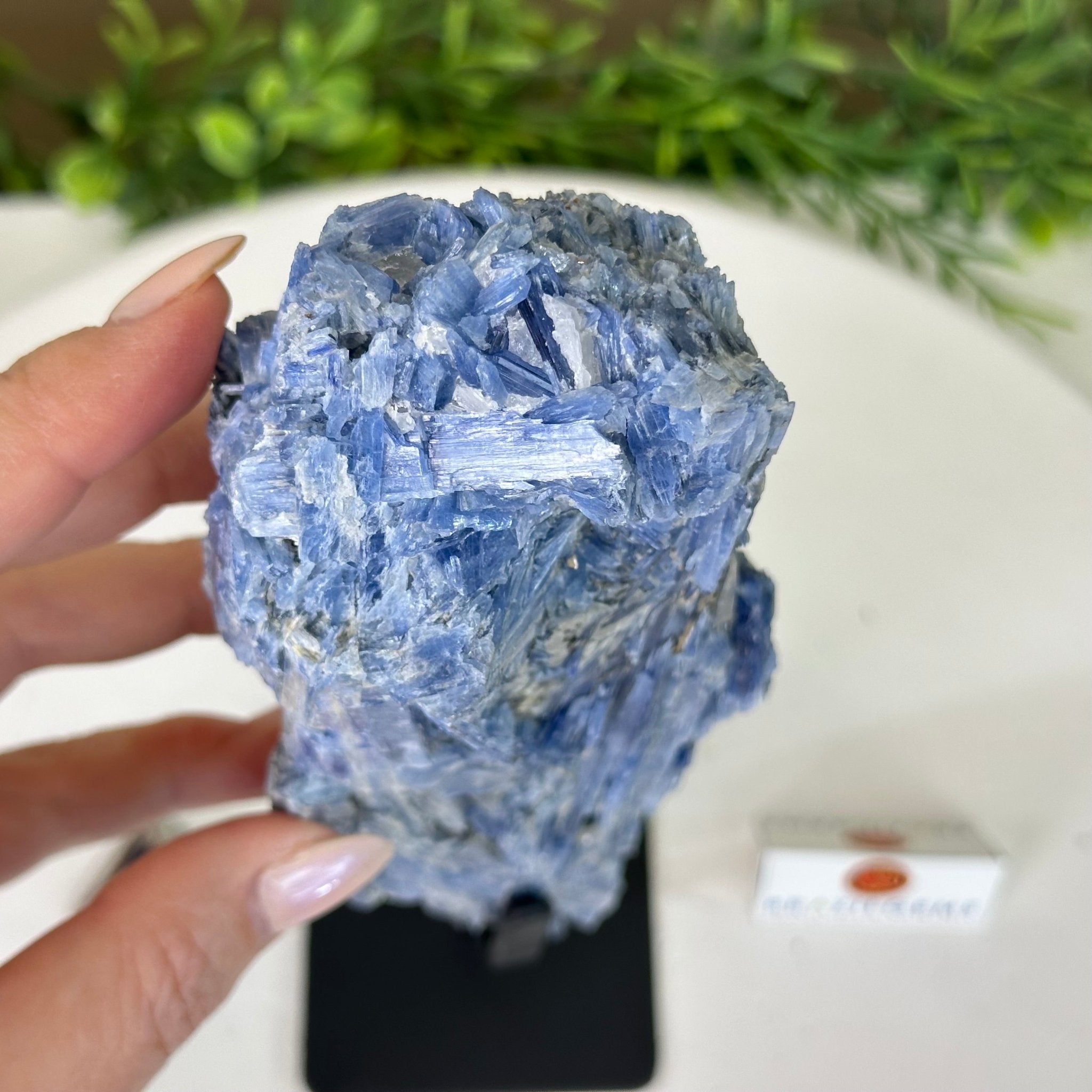 Kyanite Crystal on Metal Stand, 2.5 lbs & 10.1" Tall #6010 - 0016 - Brazil GemsBrazil GemsKyanite Crystal on Metal Stand, 2.5 lbs & 10.1" Tall #6010 - 0016Clusters on Fixed Bases6010 - 0016