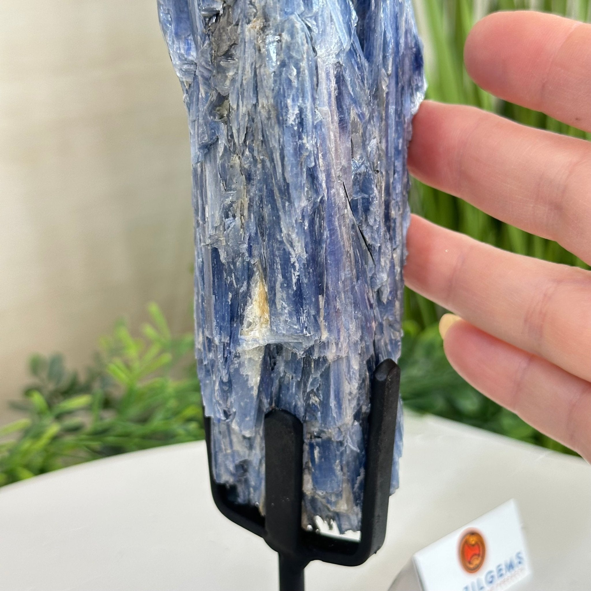 Kyanite Crystal on Metal Stand, 2.5 lbs & 10.1" Tall #6010 - 0016 - Brazil GemsBrazil GemsKyanite Crystal on Metal Stand, 2.5 lbs & 10.1" Tall #6010 - 0016Clusters on Fixed Bases6010 - 0016