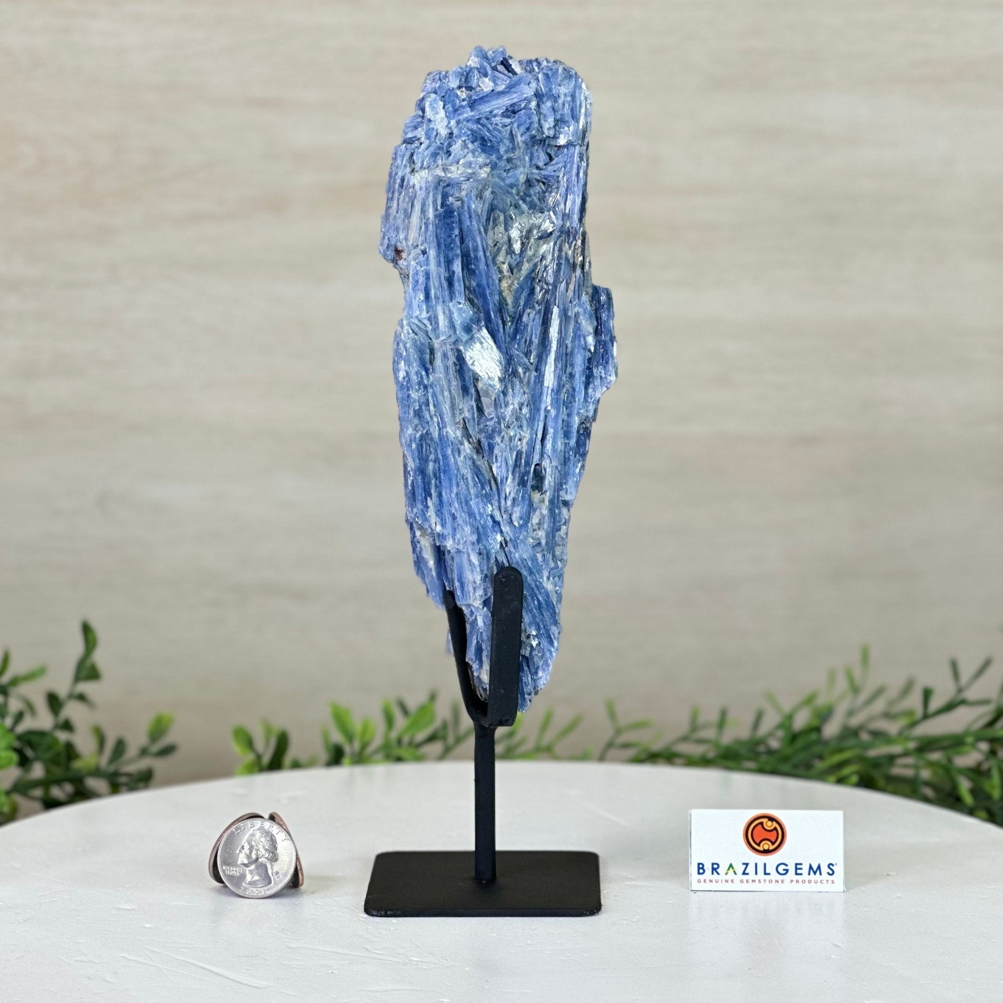 Kyanite Crystal on Metal Stand, 2.5 lbs & 10.1" Tall #6010 - 0016 - Brazil GemsBrazil GemsKyanite Crystal on Metal Stand, 2.5 lbs & 10.1" Tall #6010 - 0016Clusters on Fixed Bases6010 - 0016