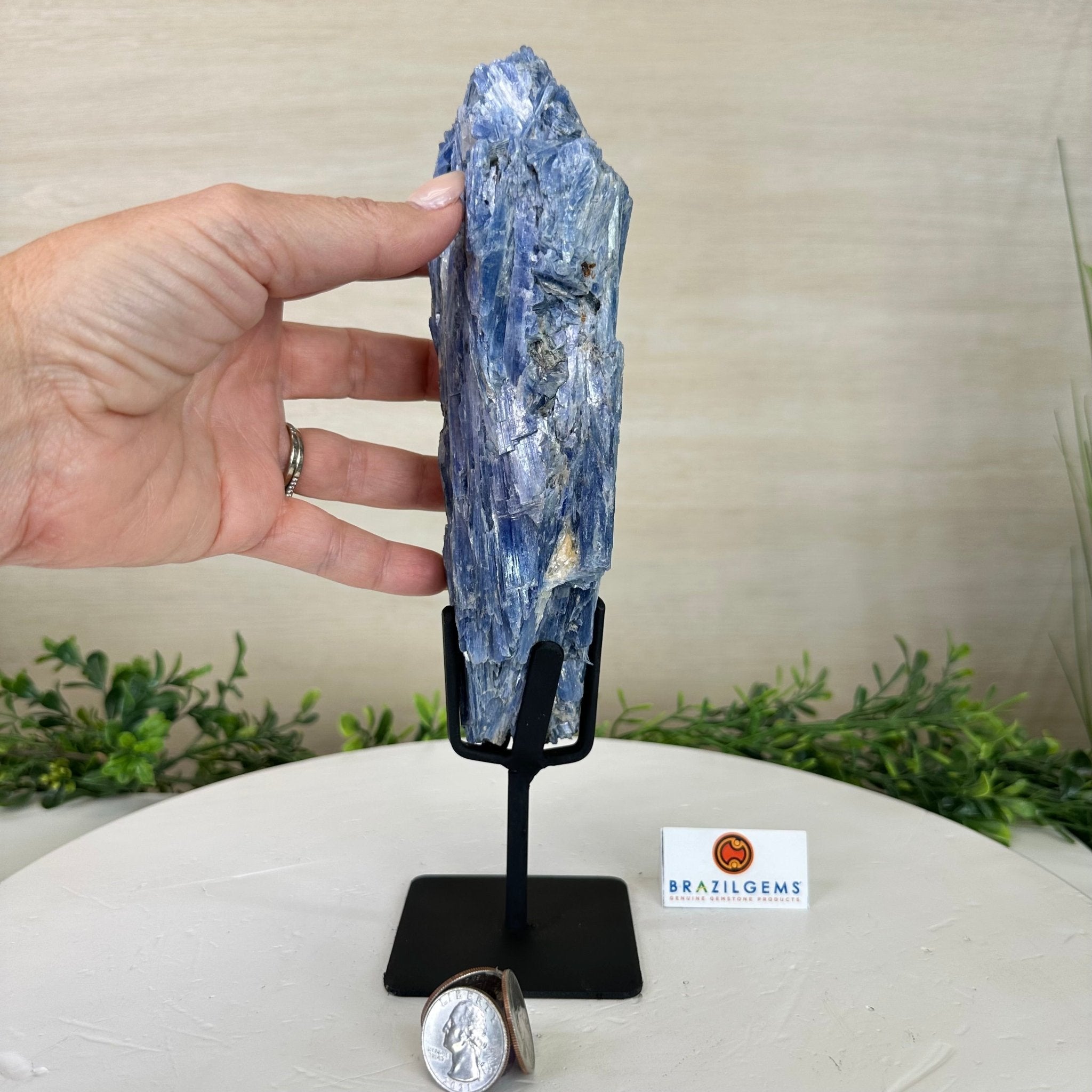 Kyanite Crystal on Metal Stand, 2.5 lbs & 10.1" Tall #6010 - 0016 - Brazil GemsBrazil GemsKyanite Crystal on Metal Stand, 2.5 lbs & 10.1" Tall #6010 - 0016Clusters on Fixed Bases6010 - 0016