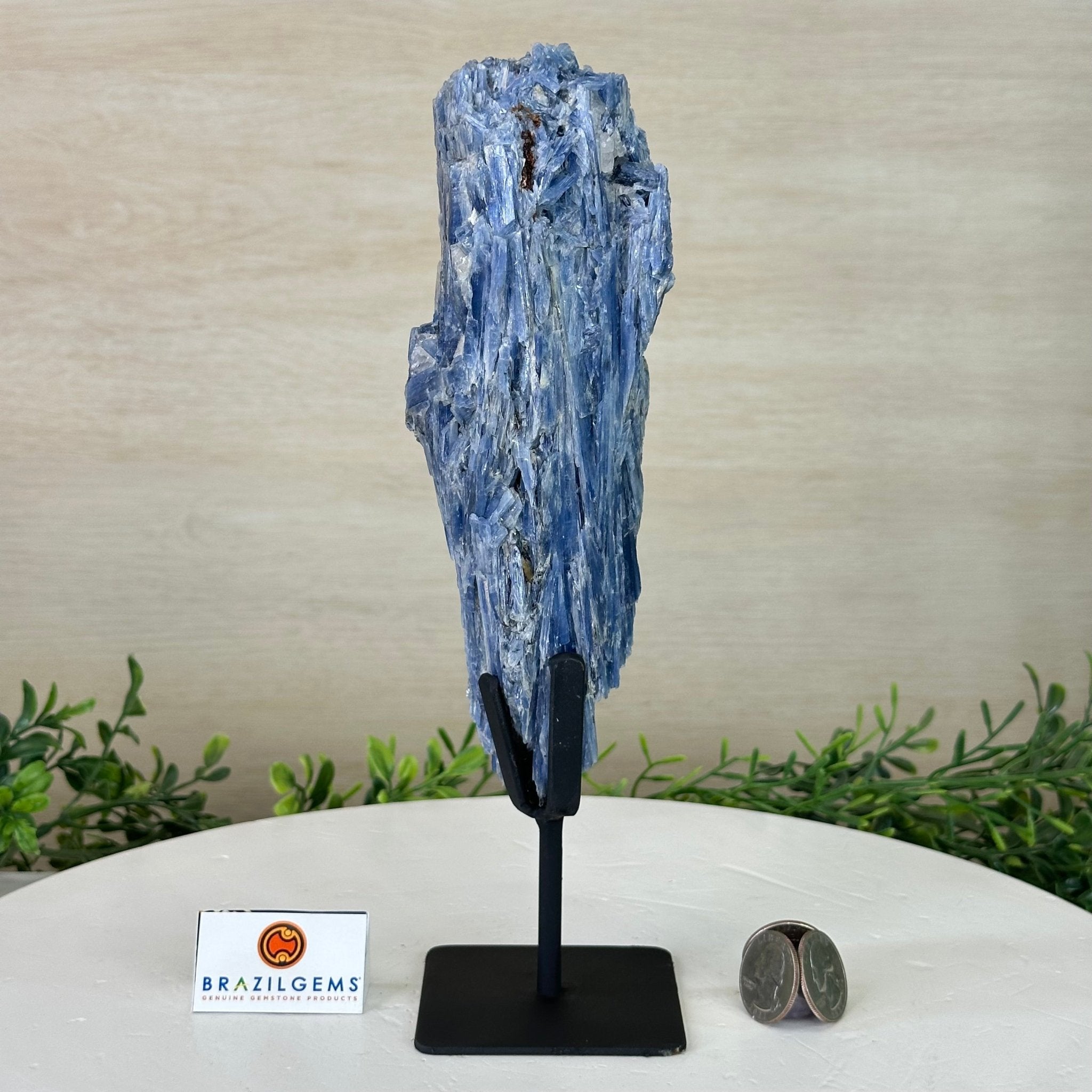 Kyanite Crystal on Metal Stand, 2.5 lbs & 10.1" Tall #6010 - 0016 - Brazil GemsBrazil GemsKyanite Crystal on Metal Stand, 2.5 lbs & 10.1" Tall #6010 - 0016Clusters on Fixed Bases6010 - 0016